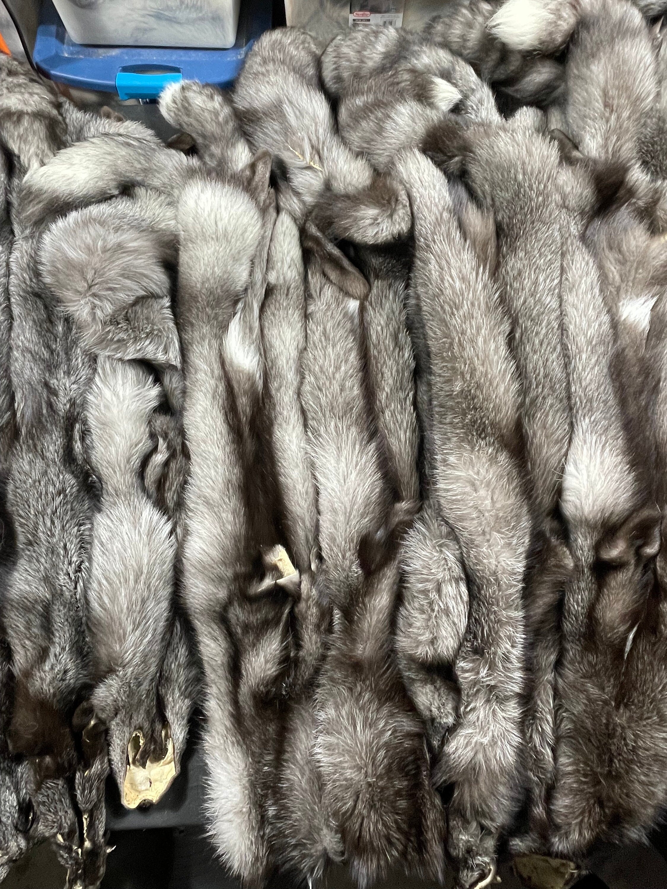 Tanned fox Blue Frost fox soft tanned 3xl real fur