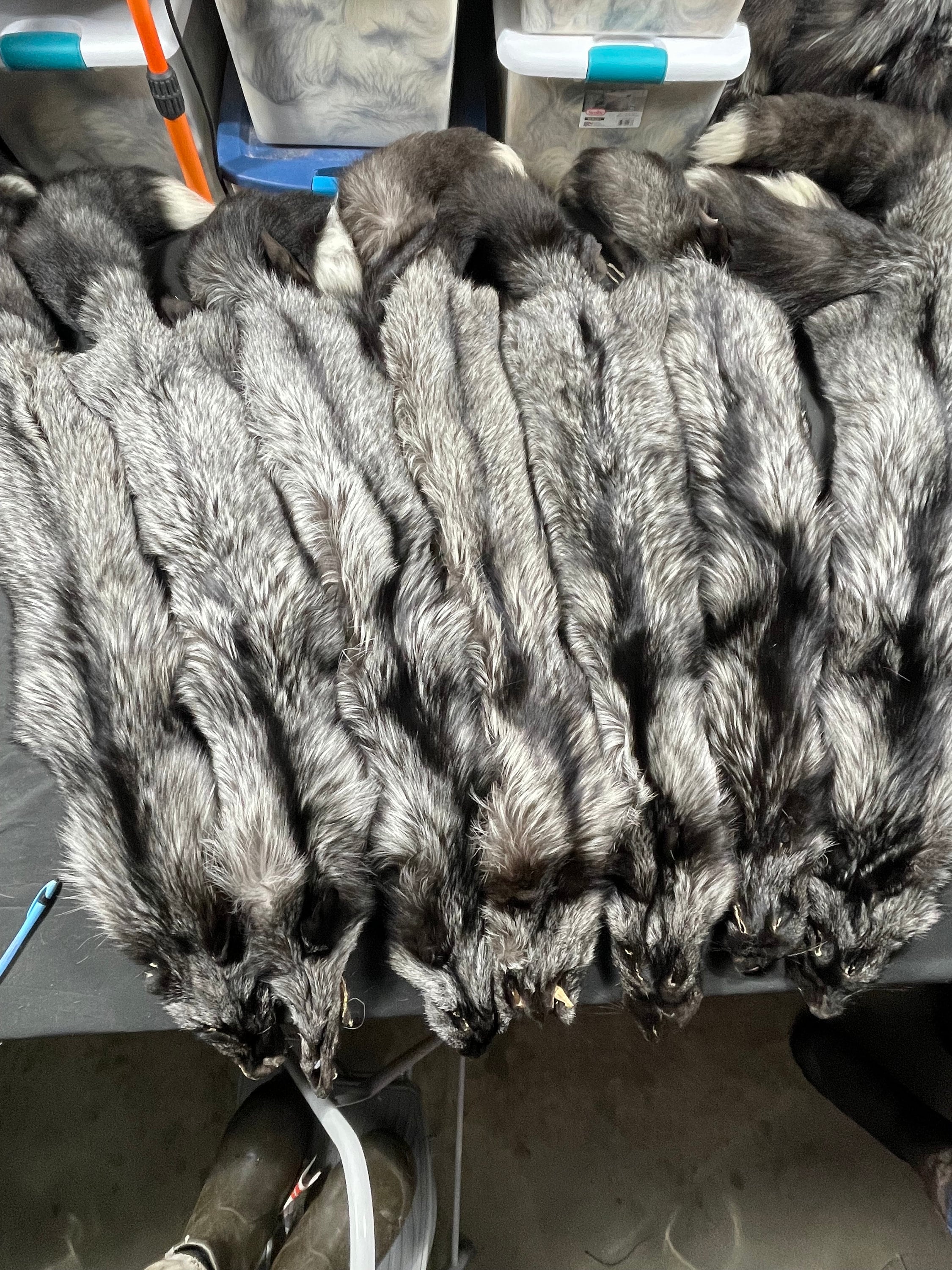 Tanned fox Silver fox soft tanned 2xl real fur