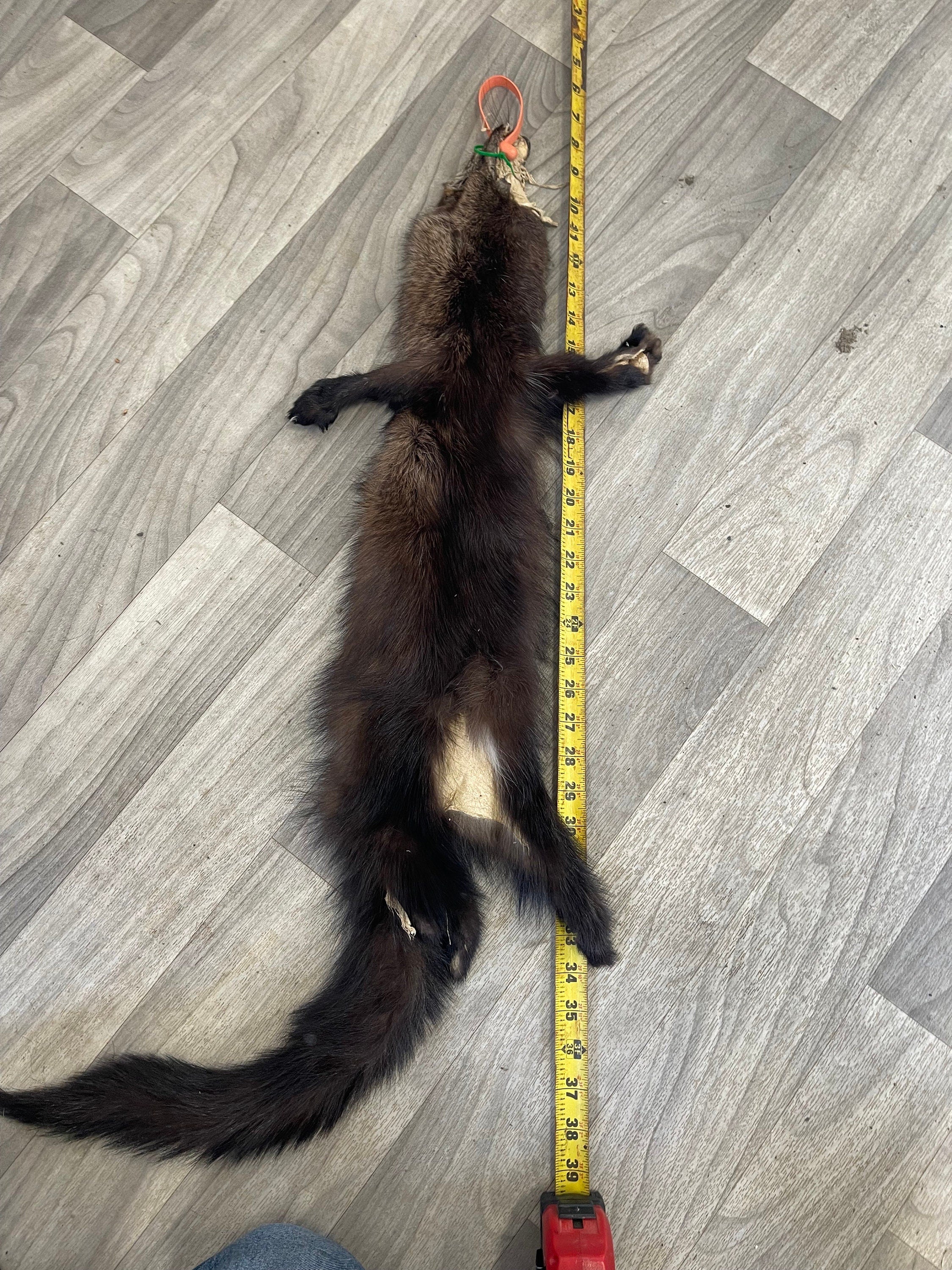 Tanned Fisher pelt professionally soft tanned  real fur ethically sourced fur