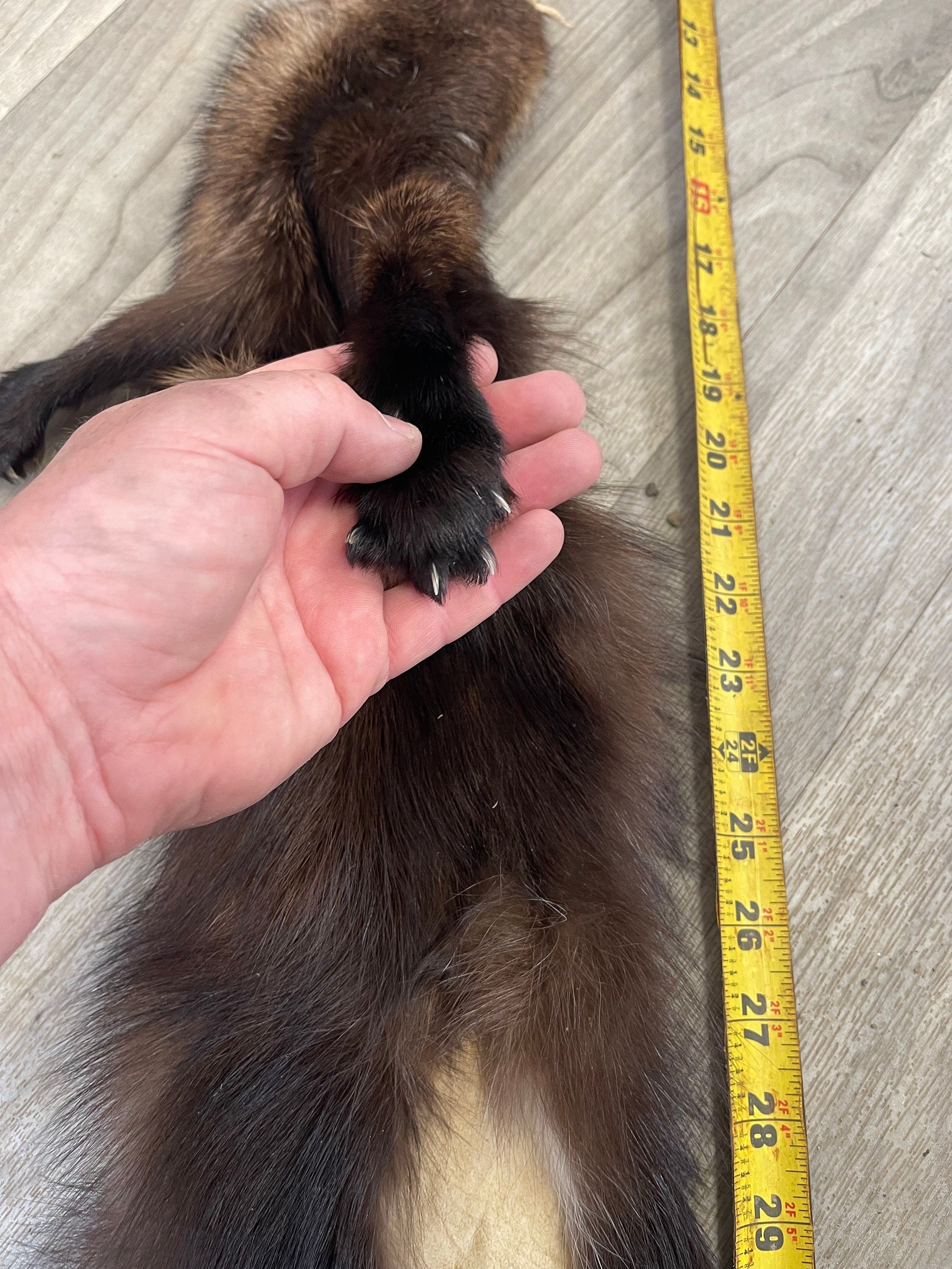 Tanned Fisher pelt professionally soft tanned  real fur ethically sourced fur