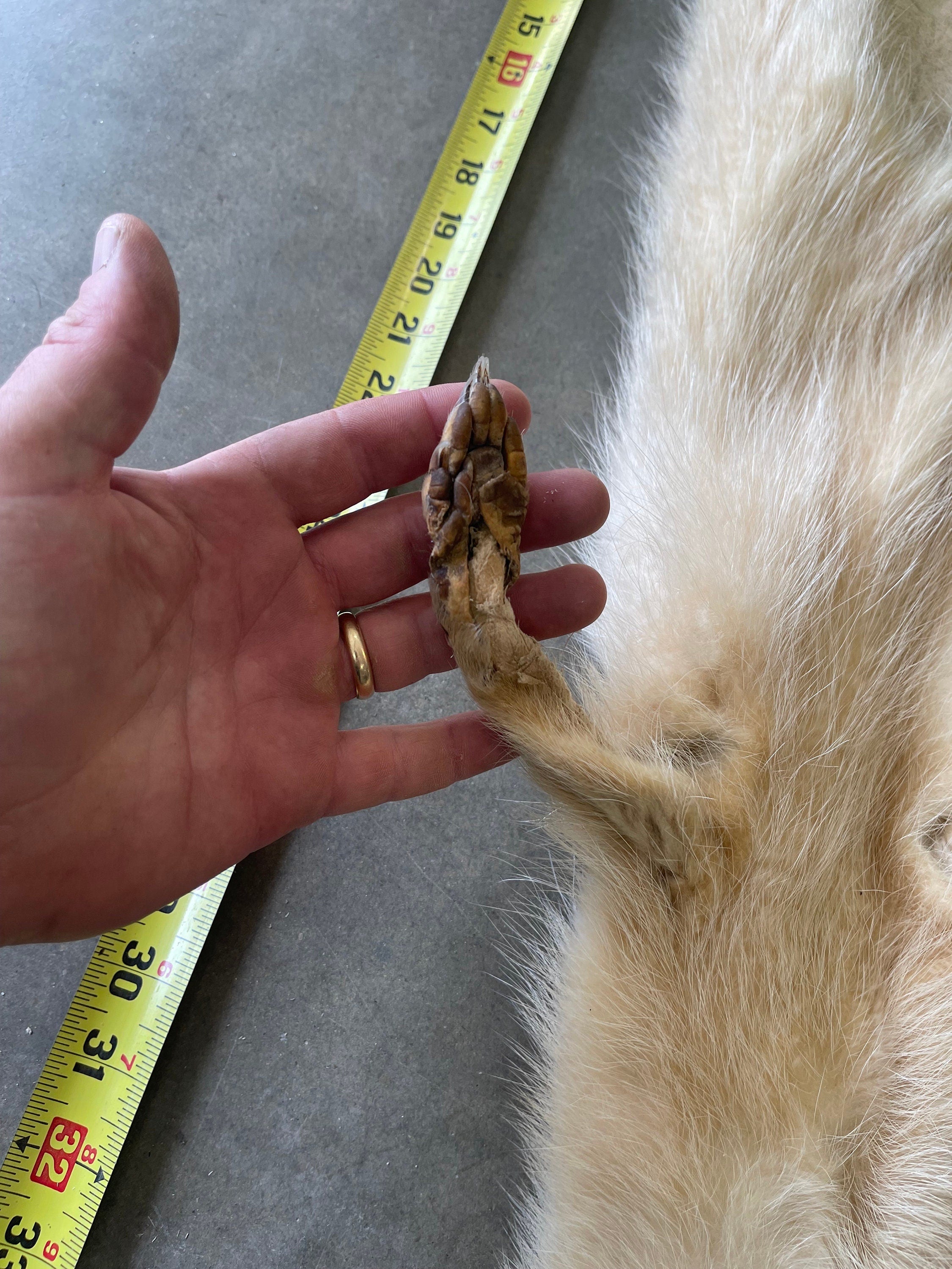 premium soft tanned blond raccoon hide with feet