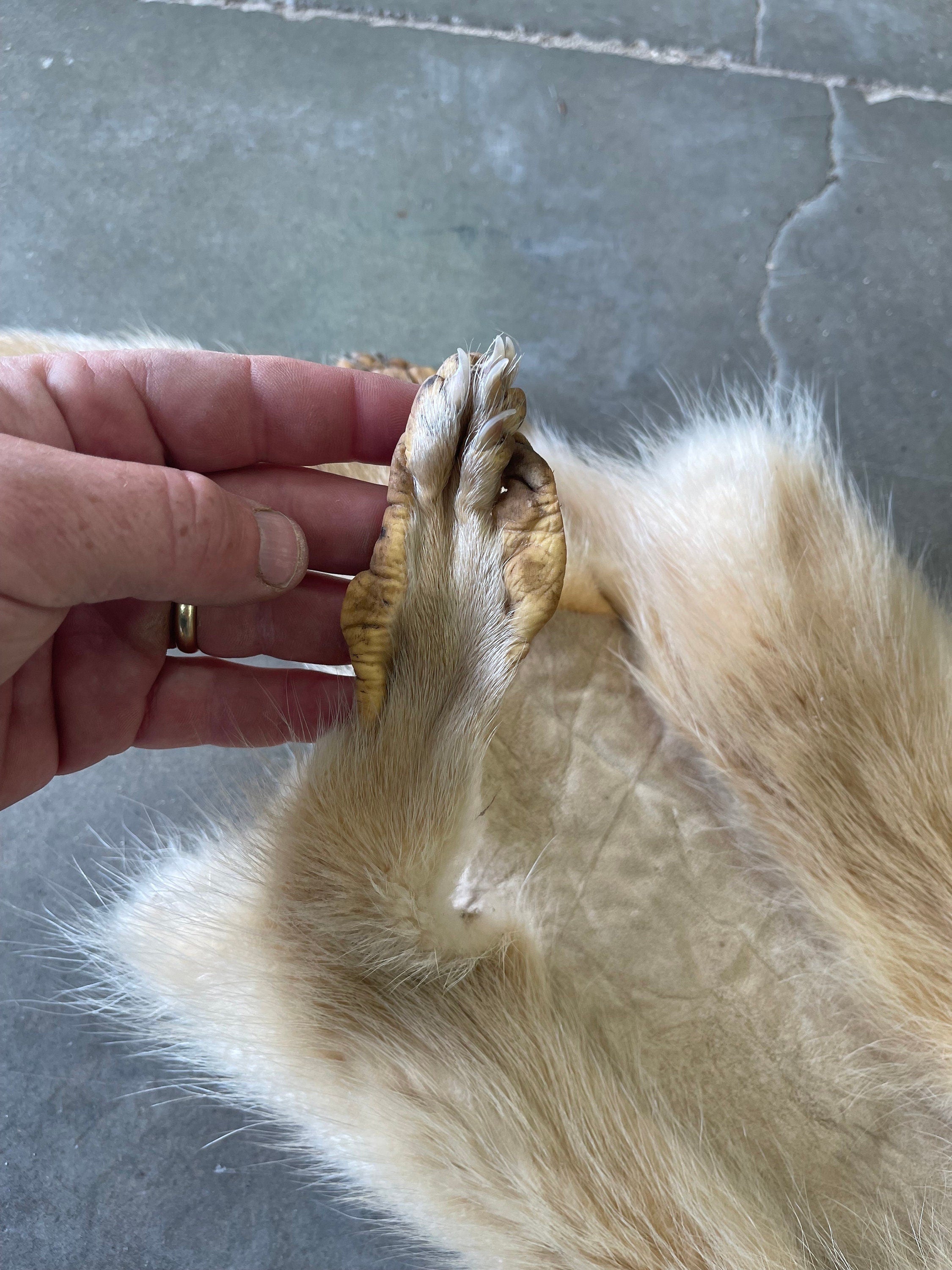 premium soft tanned blond raccoon hide with feet