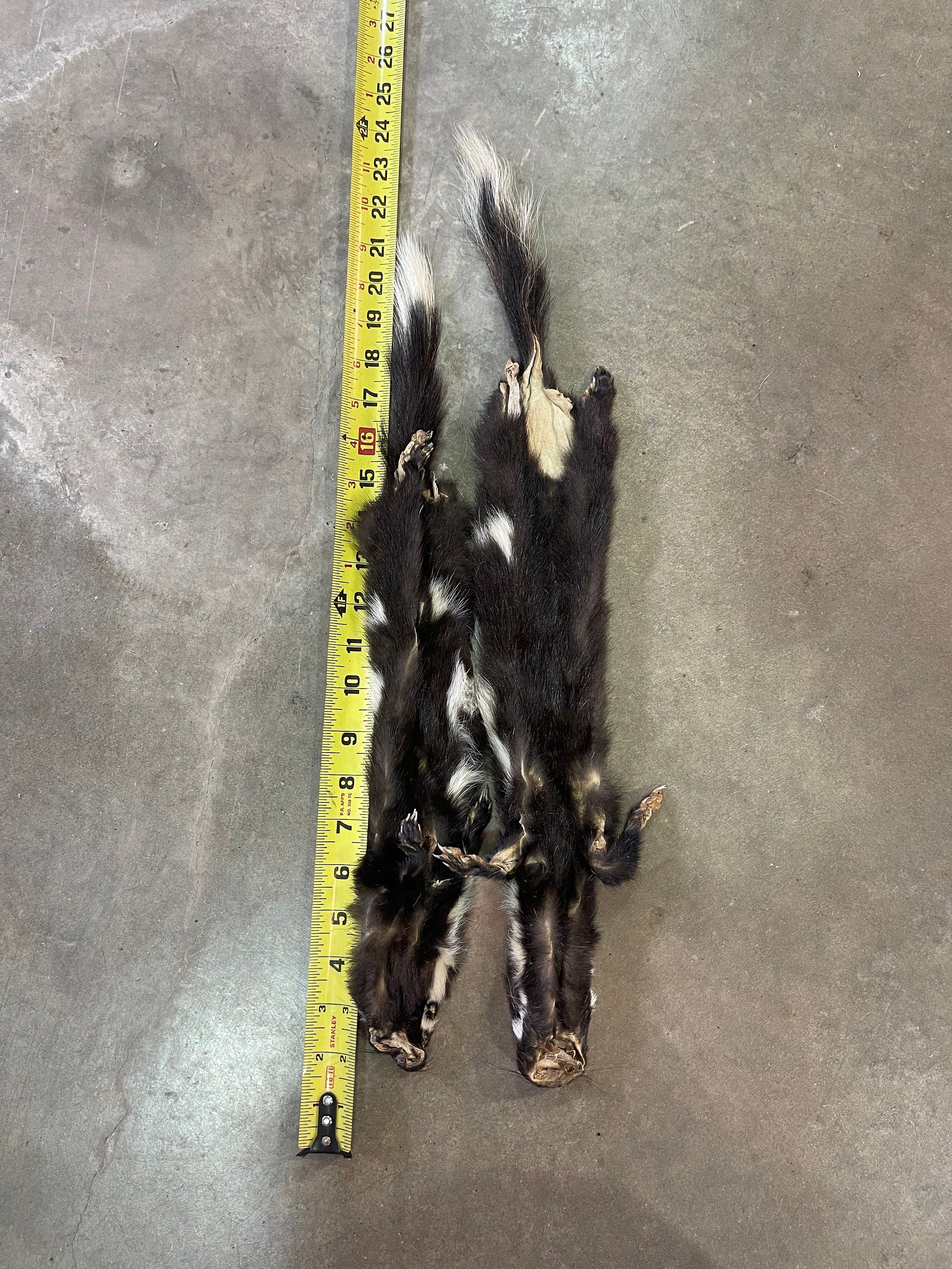 Tanned spotted skunk hide with feet