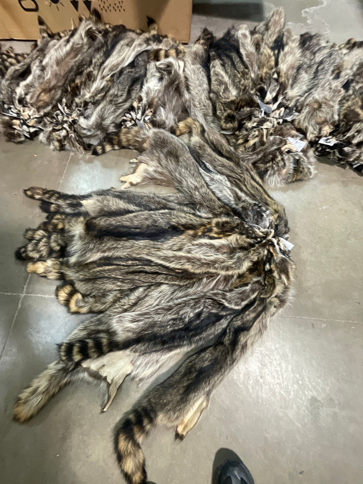Raccoon hide garment tanned