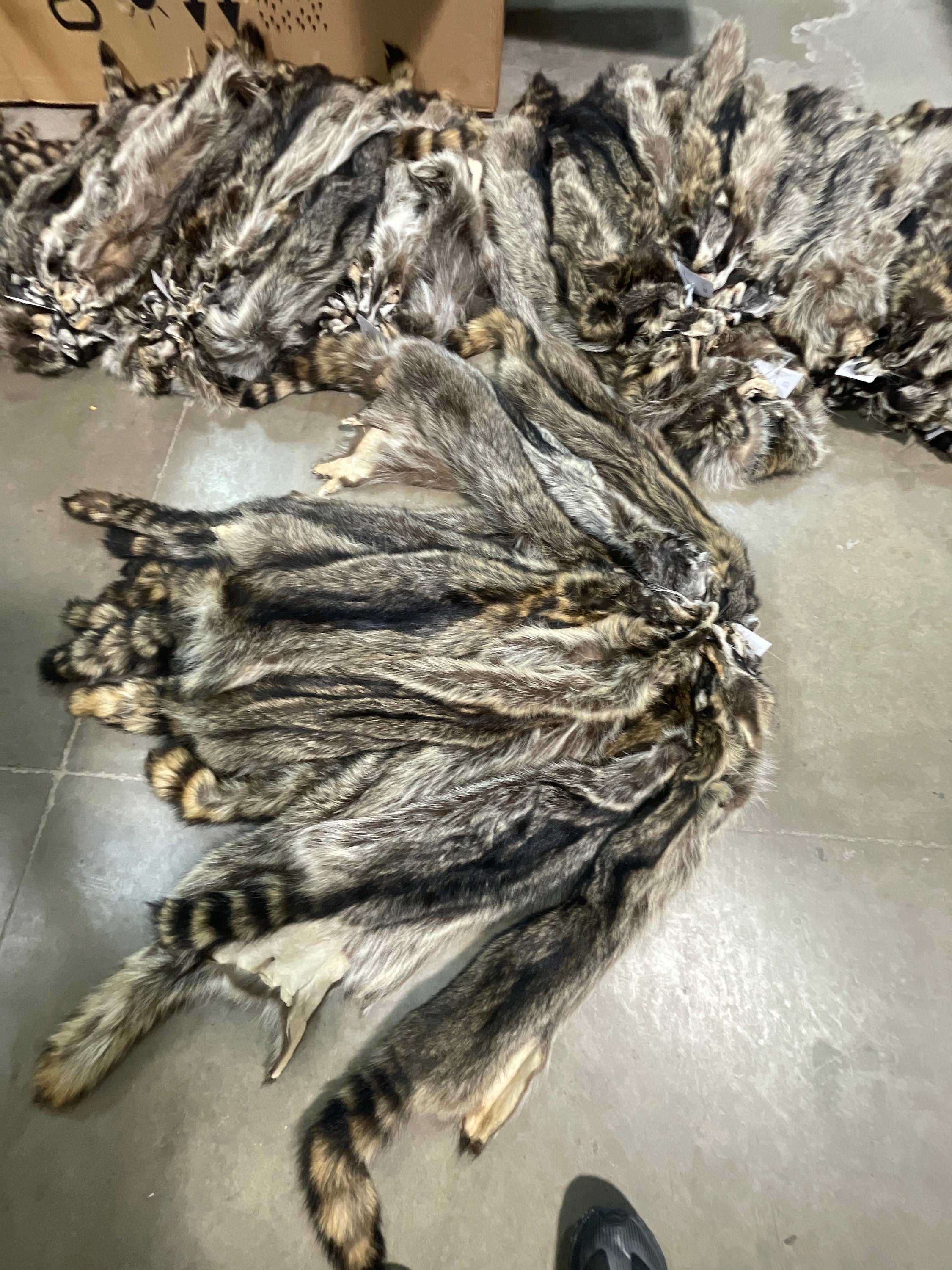 Raccoon hide garment tanned