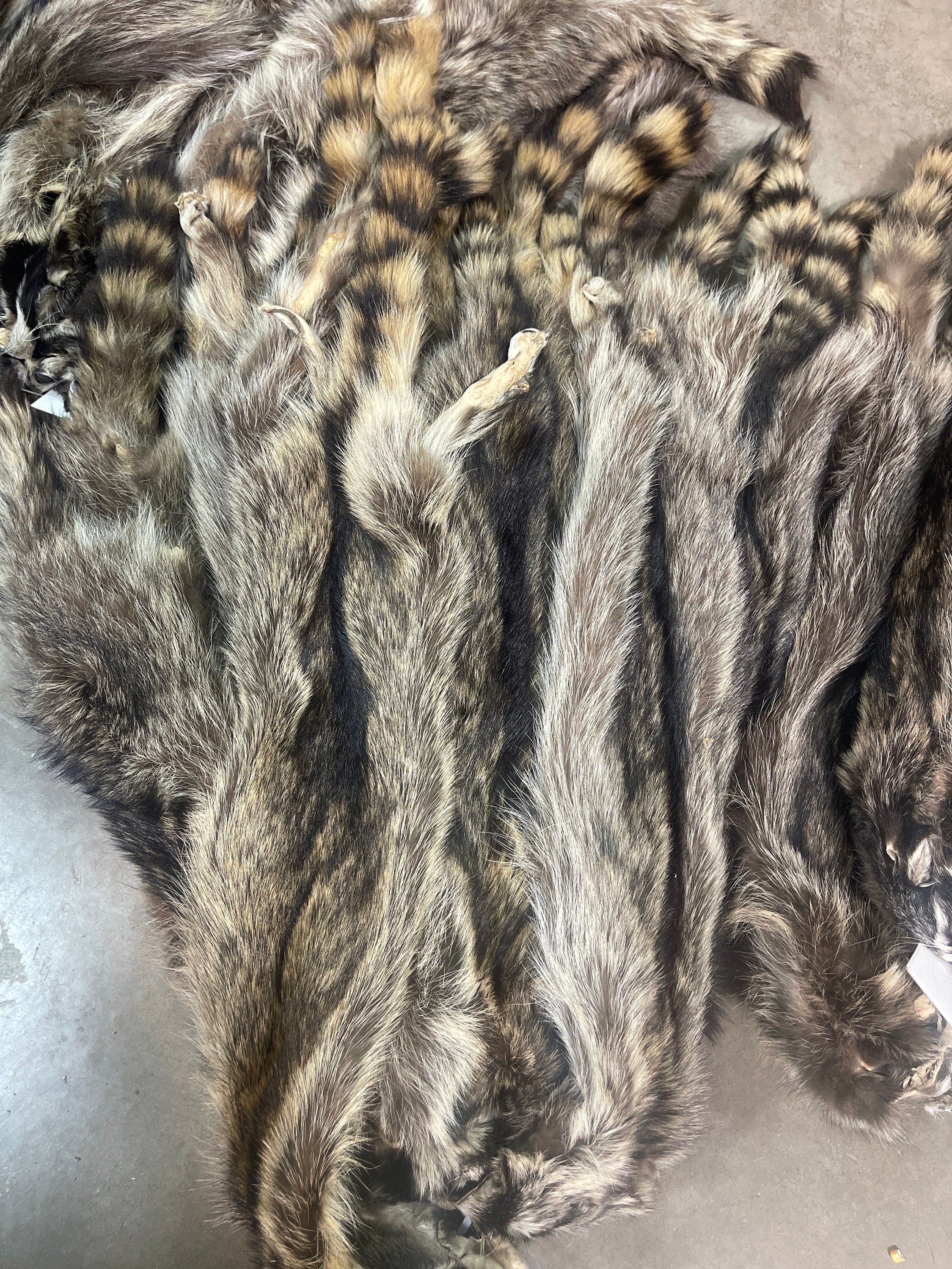 Raccoon hide garment tanned