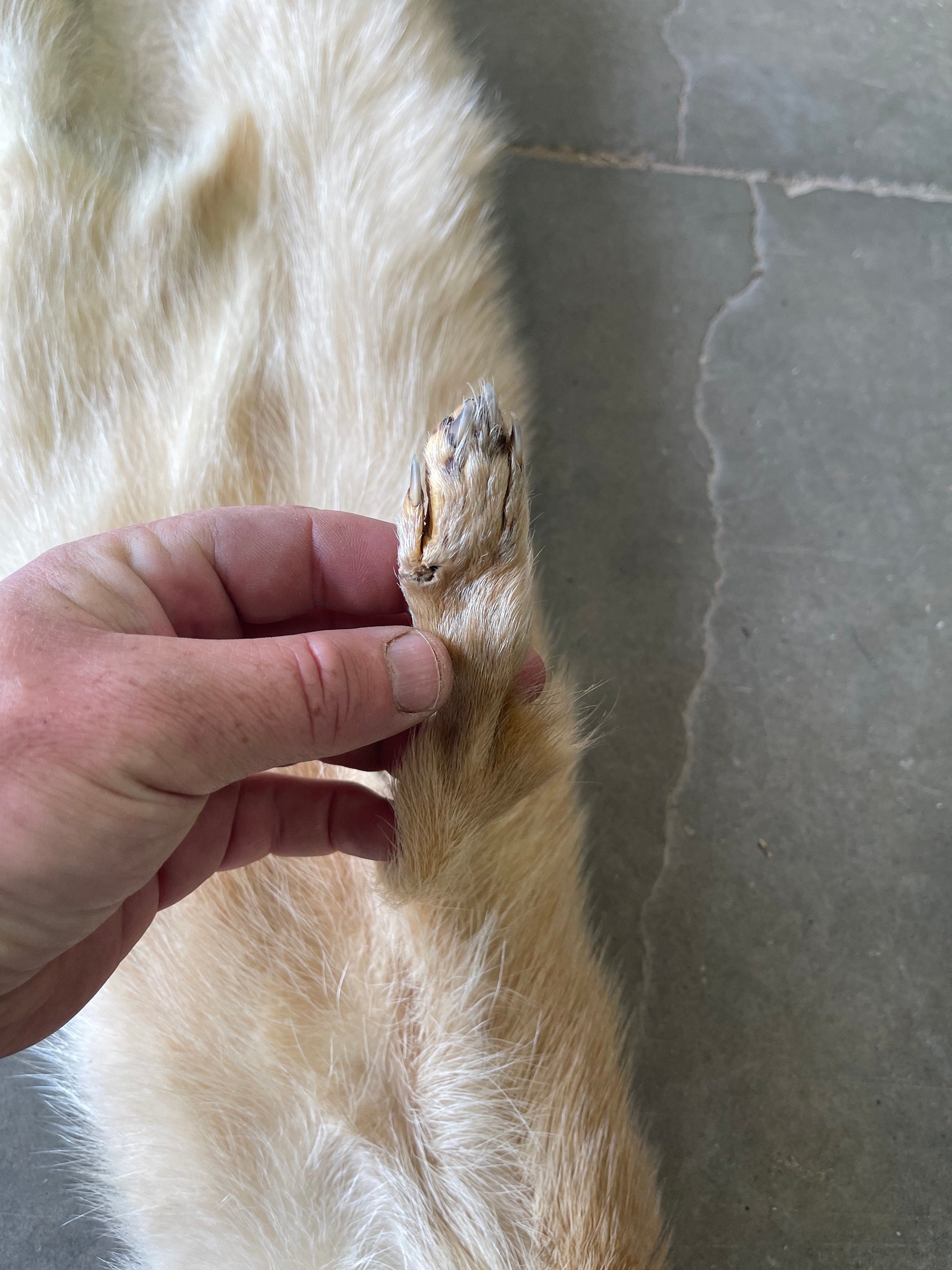 premium soft tanned blond raccoon hide with feet