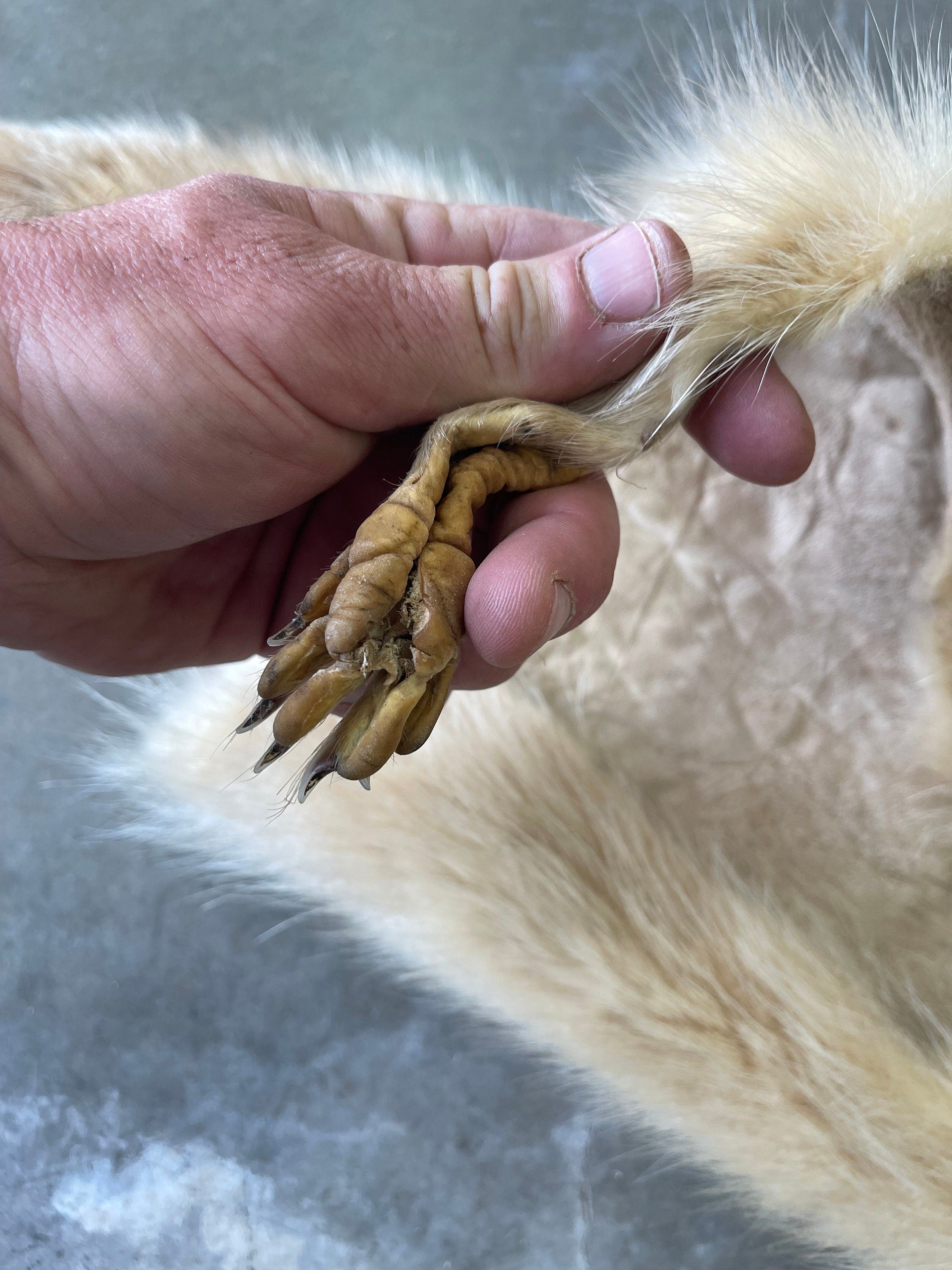 premium soft tanned blond raccoon hide with feet