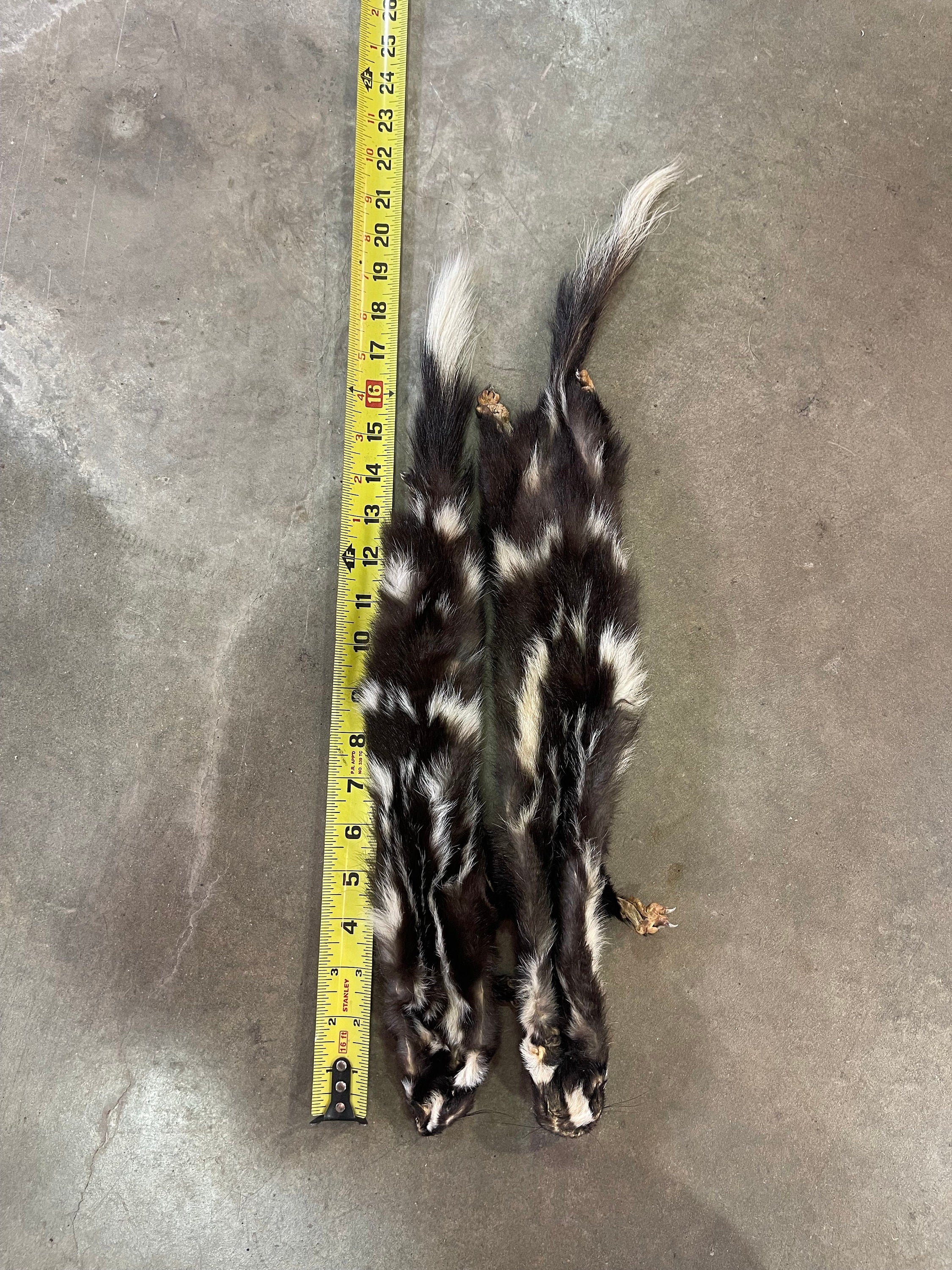 Tanned spotted skunk hide with feet