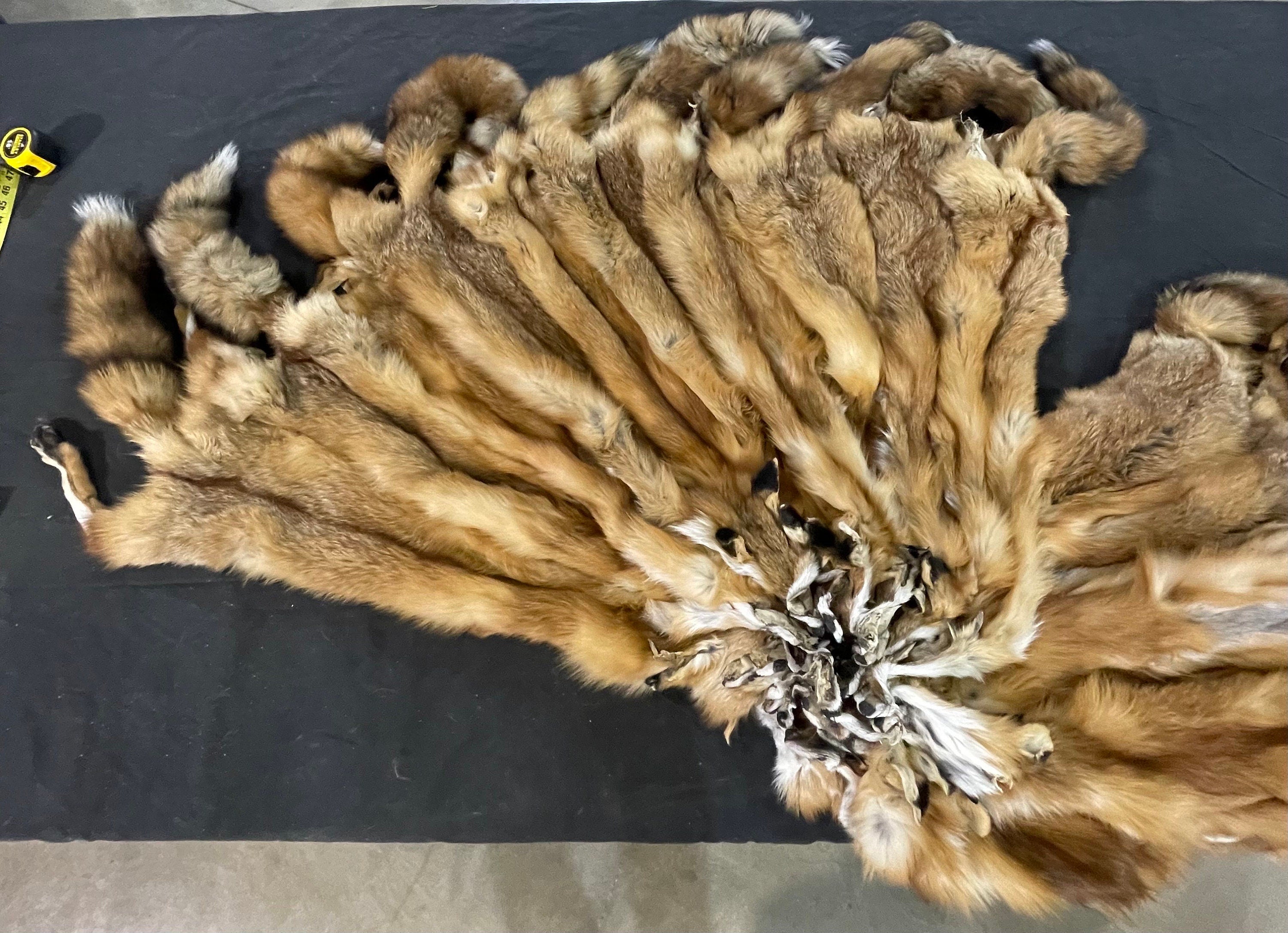 Tanned red fox professional soft tanned silky fur. Eastern red fox