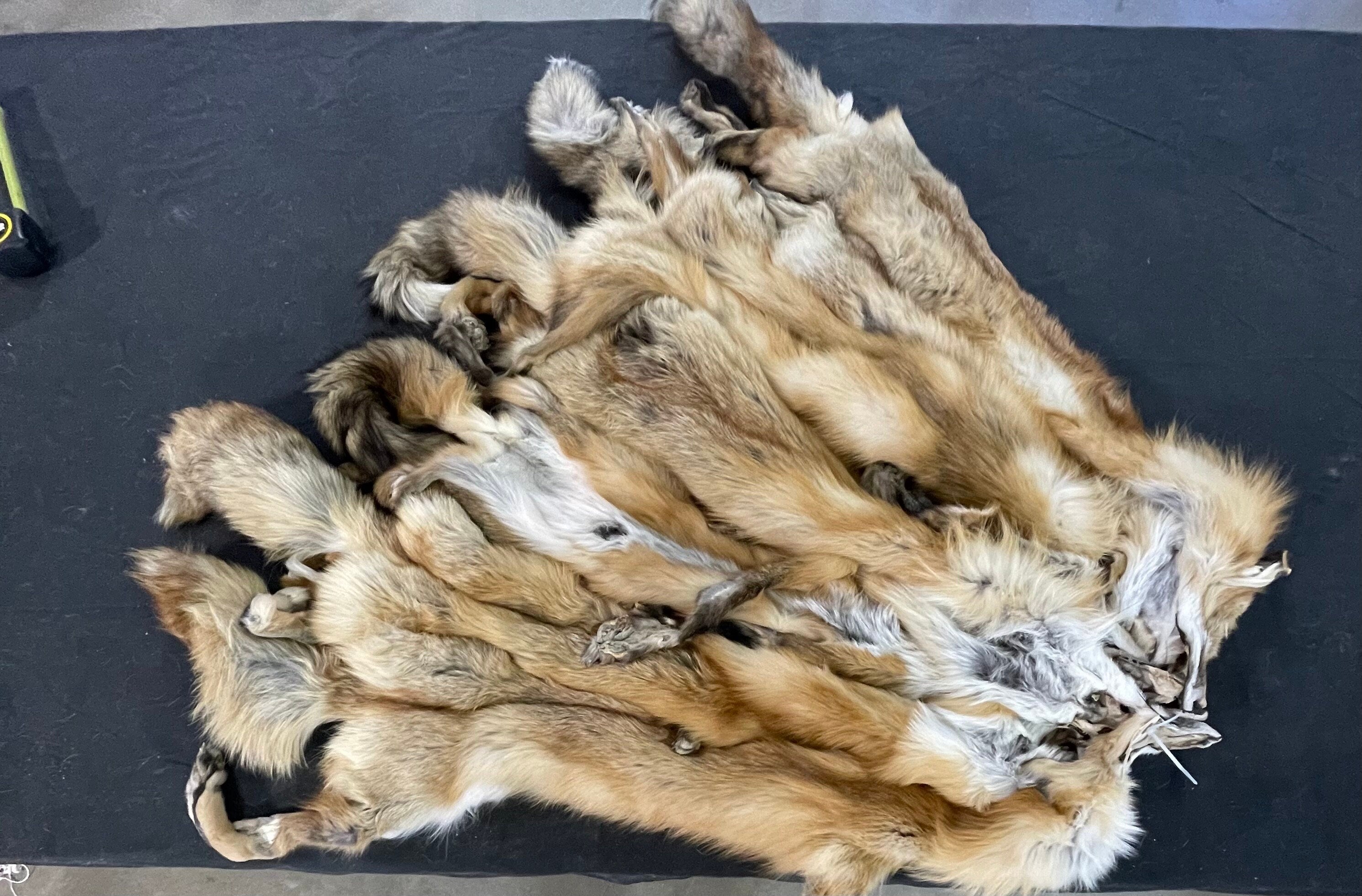 Tanned red fox professional soft tanned silky fur with feet