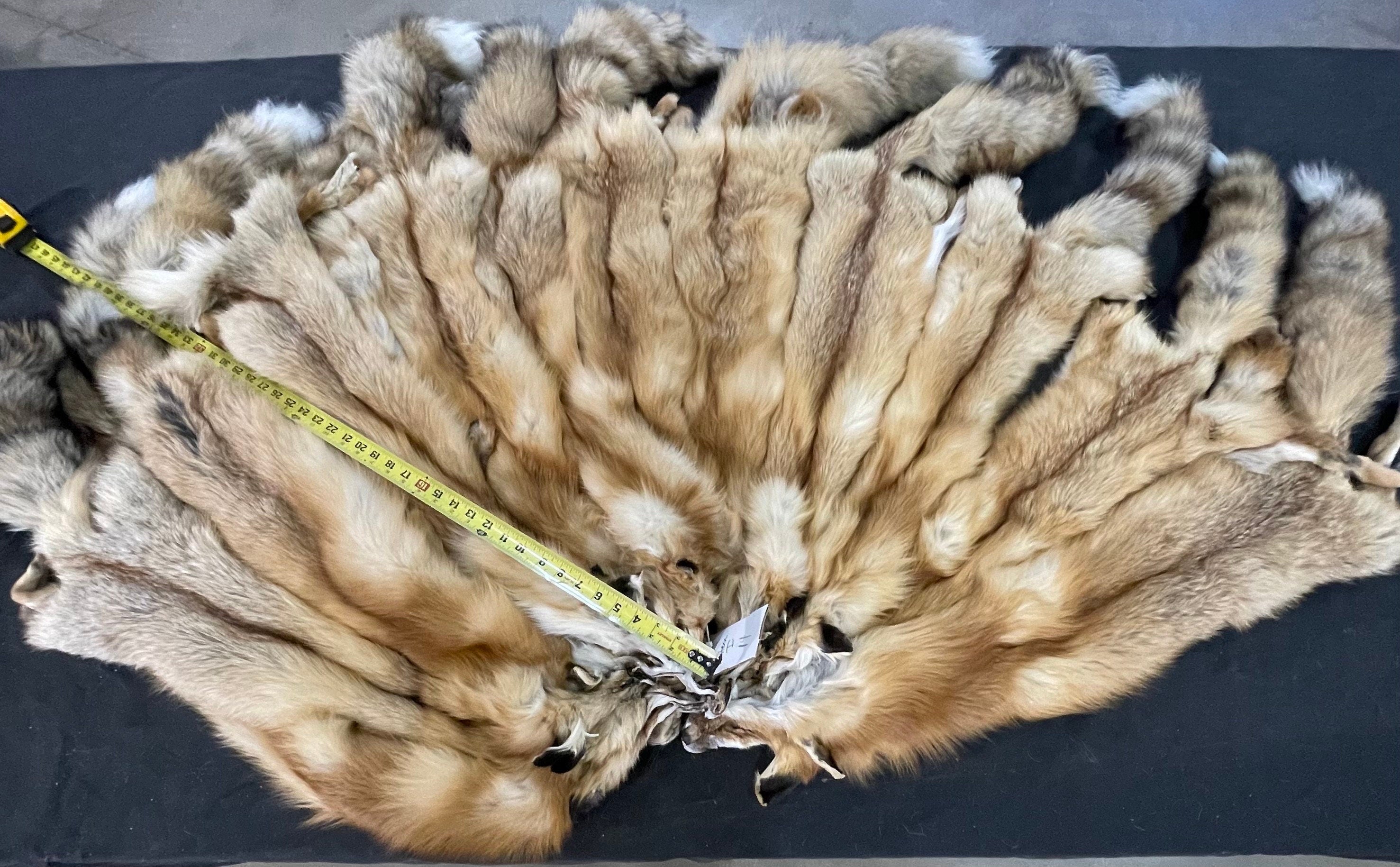 Tanned western red fox professional soft tanned silky fur