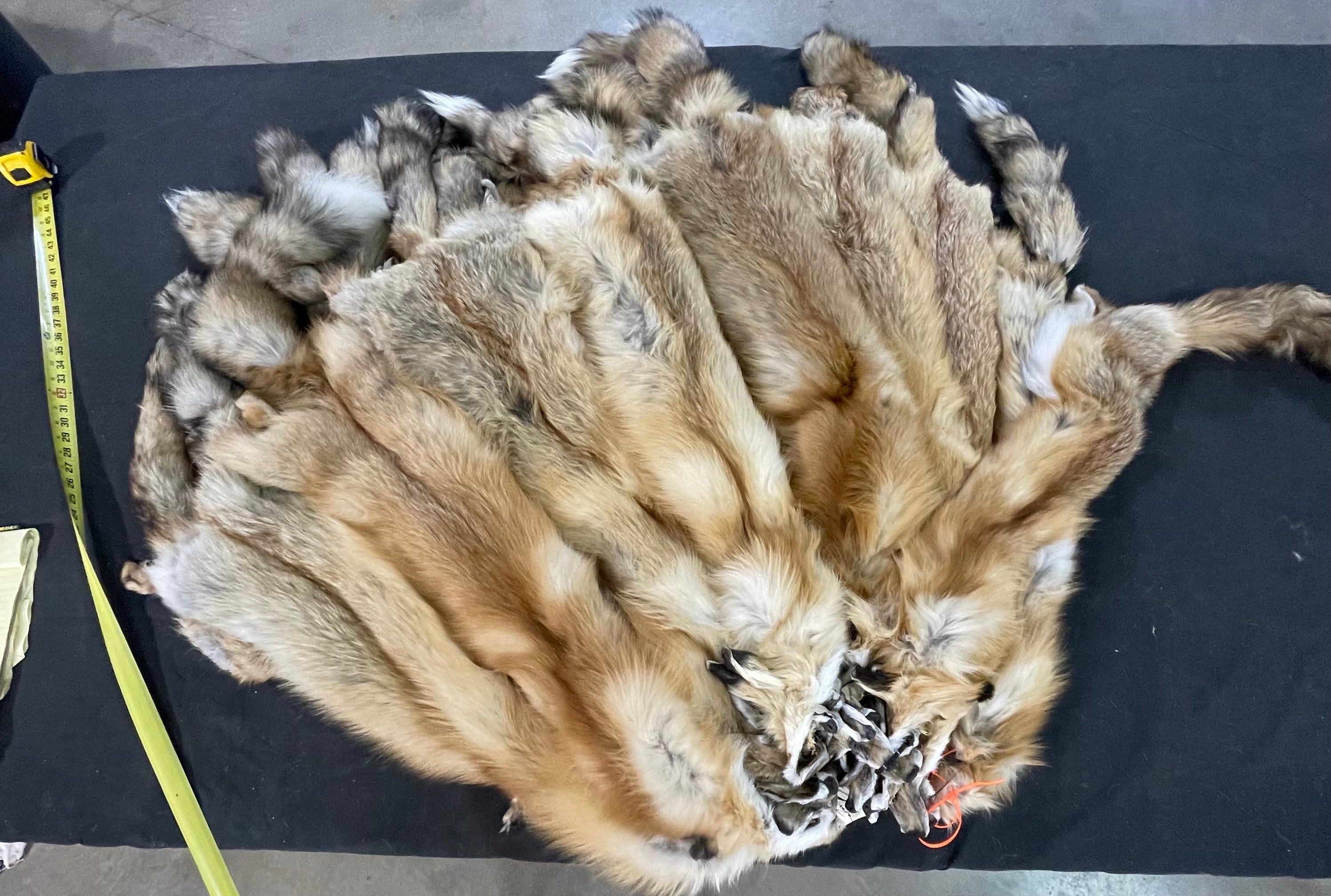 Tanned western red fox professional soft tanned silky fur