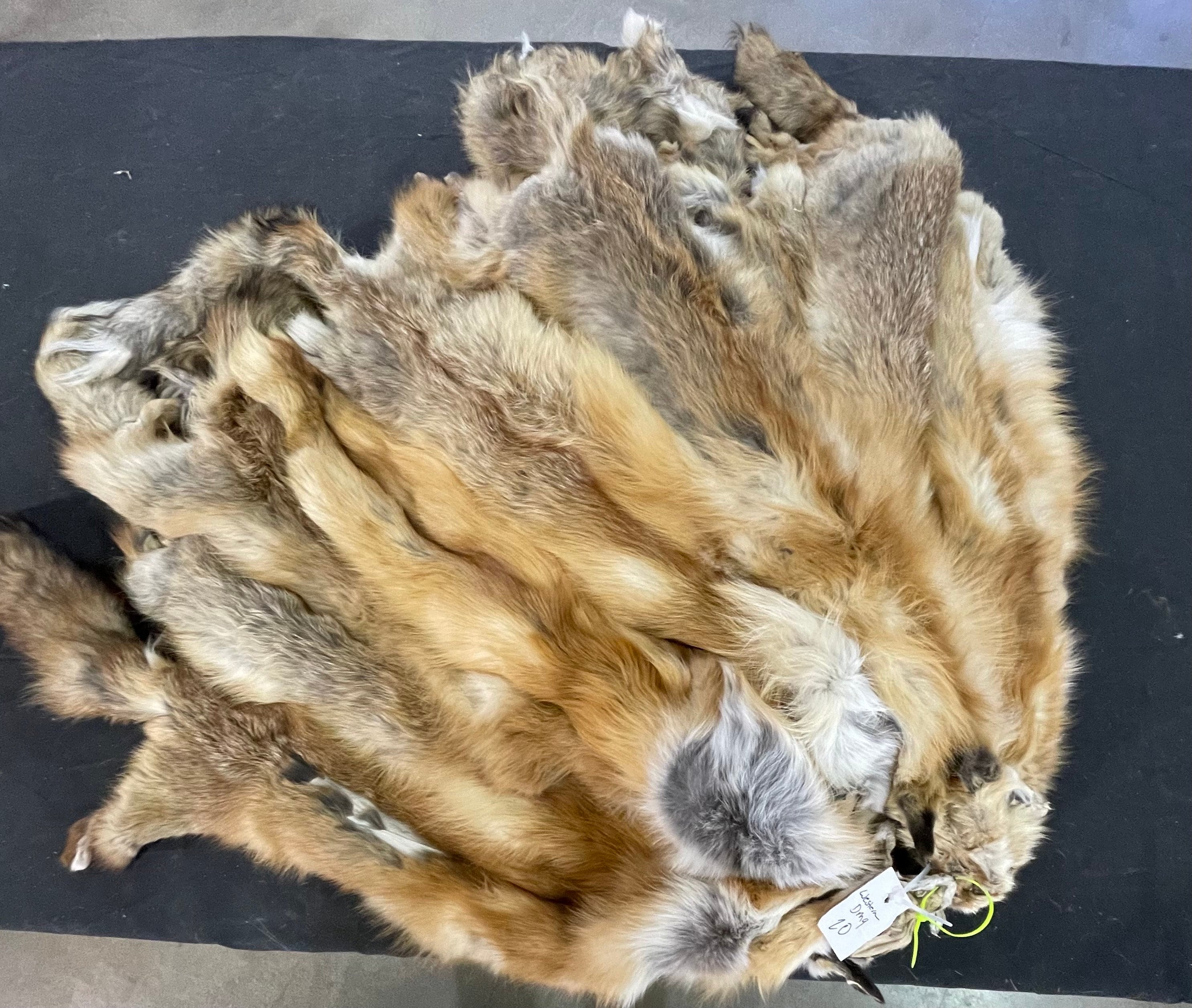 Tanned western red fox professional soft tanned silky fur
