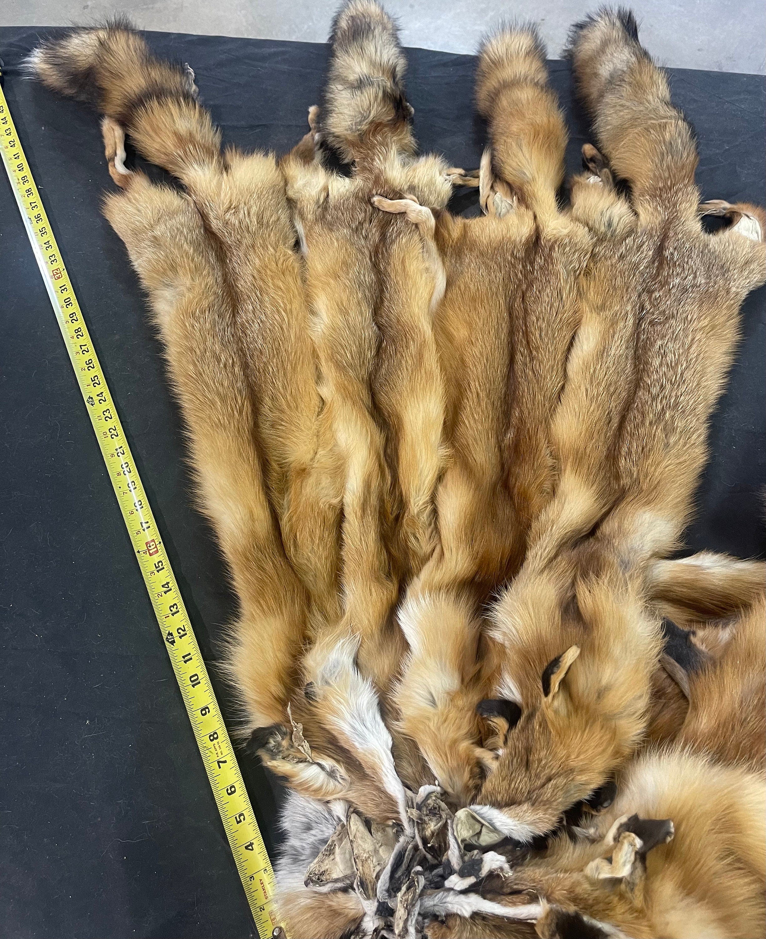 Tanned red fox professional soft tanned silky fur. Eastern red fox