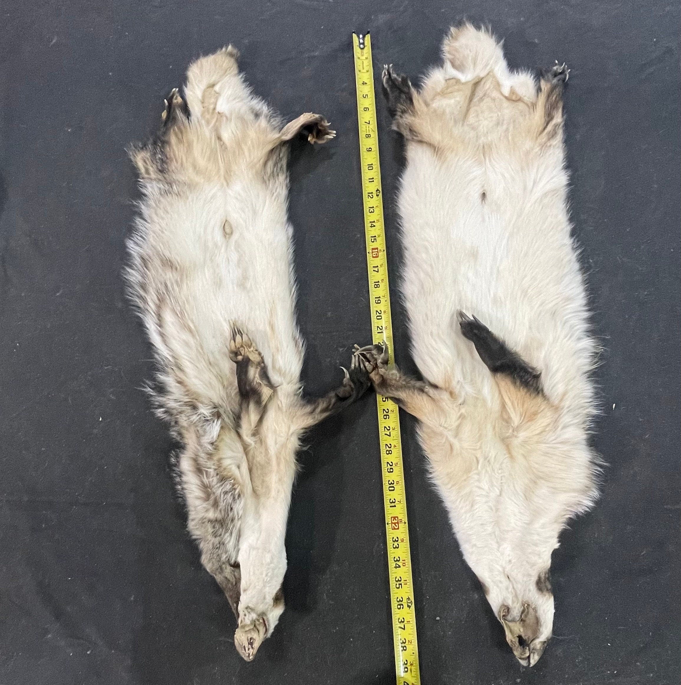 Tanned badger heavy furred soft tanned hides with feet