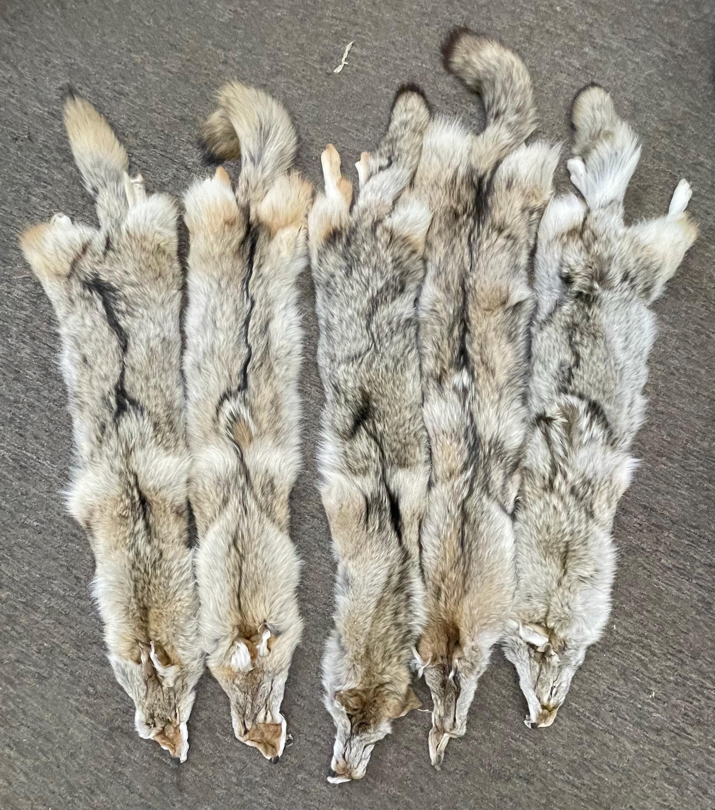 Tanned coyotes western  soft tanned hide real fur pelt ethically sourced fur