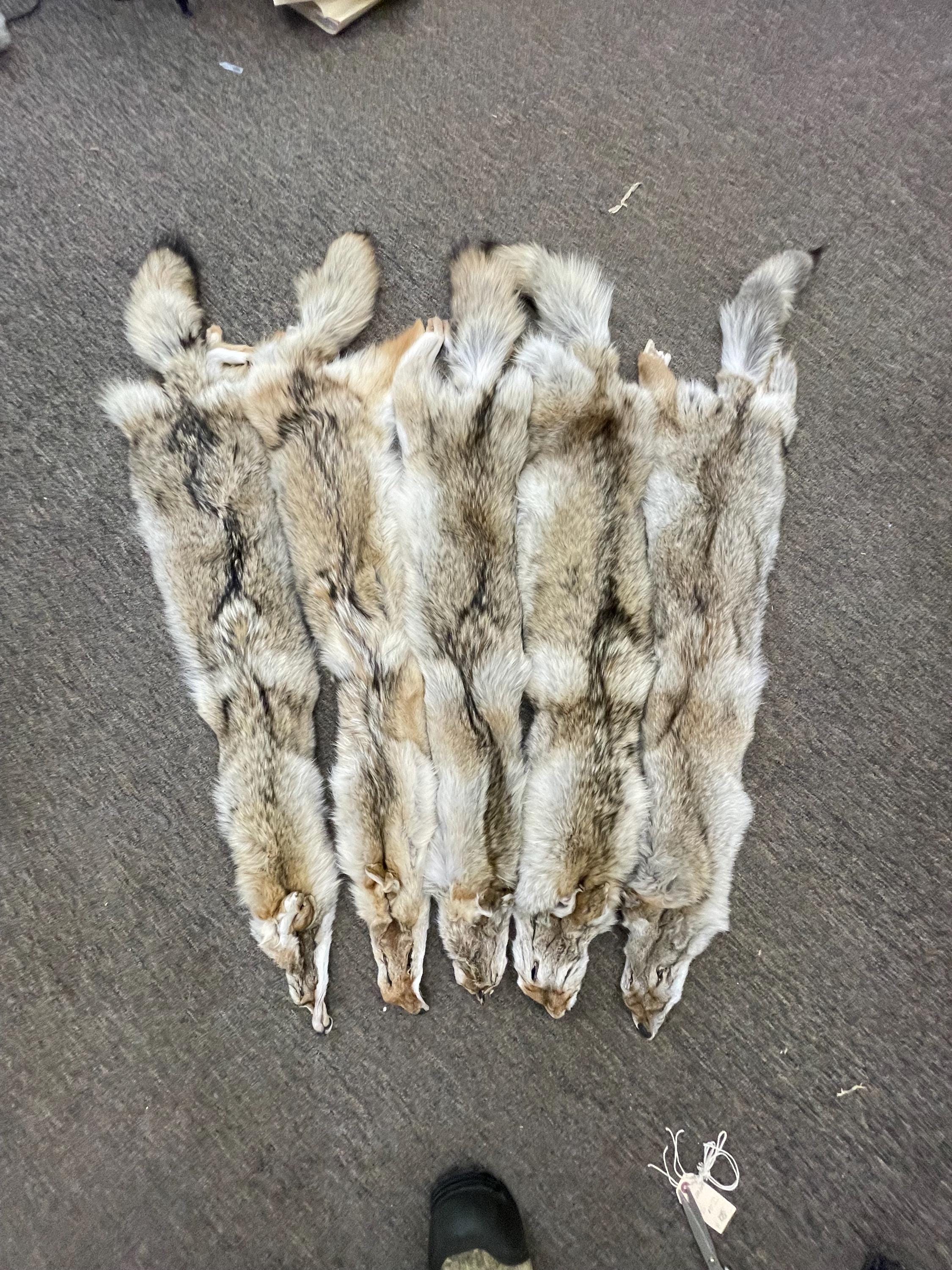 Tanned coyotes western  soft tanned hides