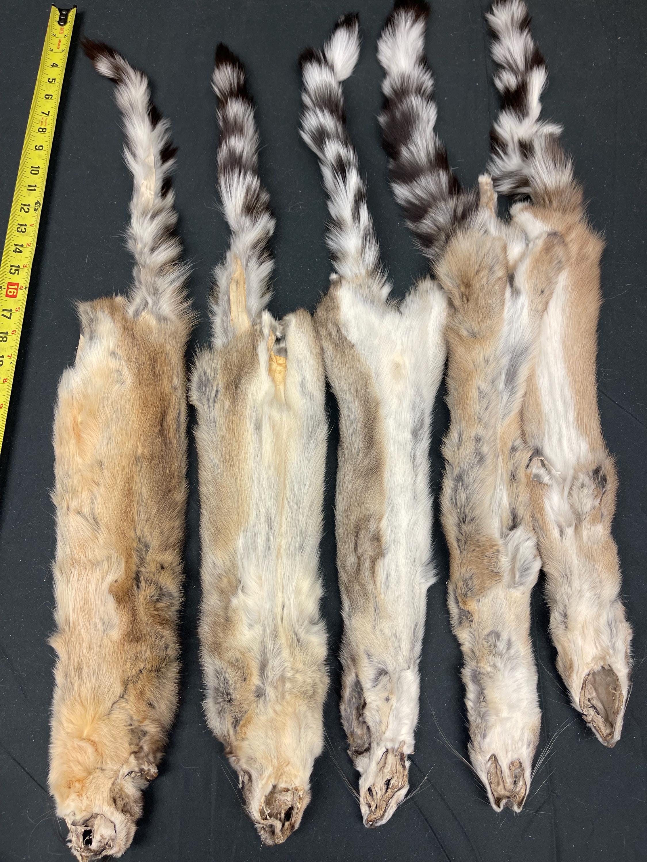 Tanned ringtail cat pelt real fur ethically sourced fur ringtail pelt