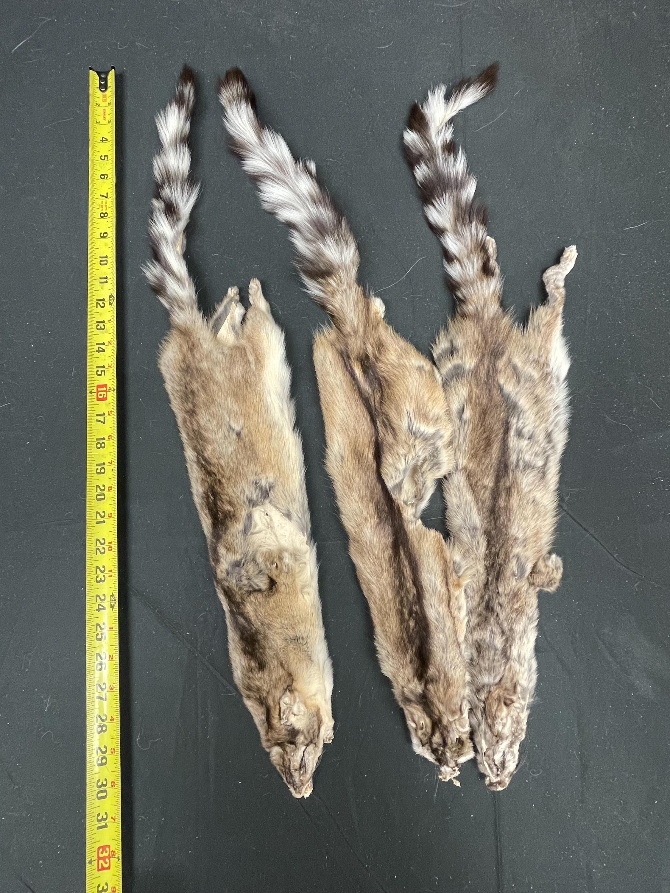 Tanned ringtail cat pelt real fur ethically sourced fur ringtail pelt