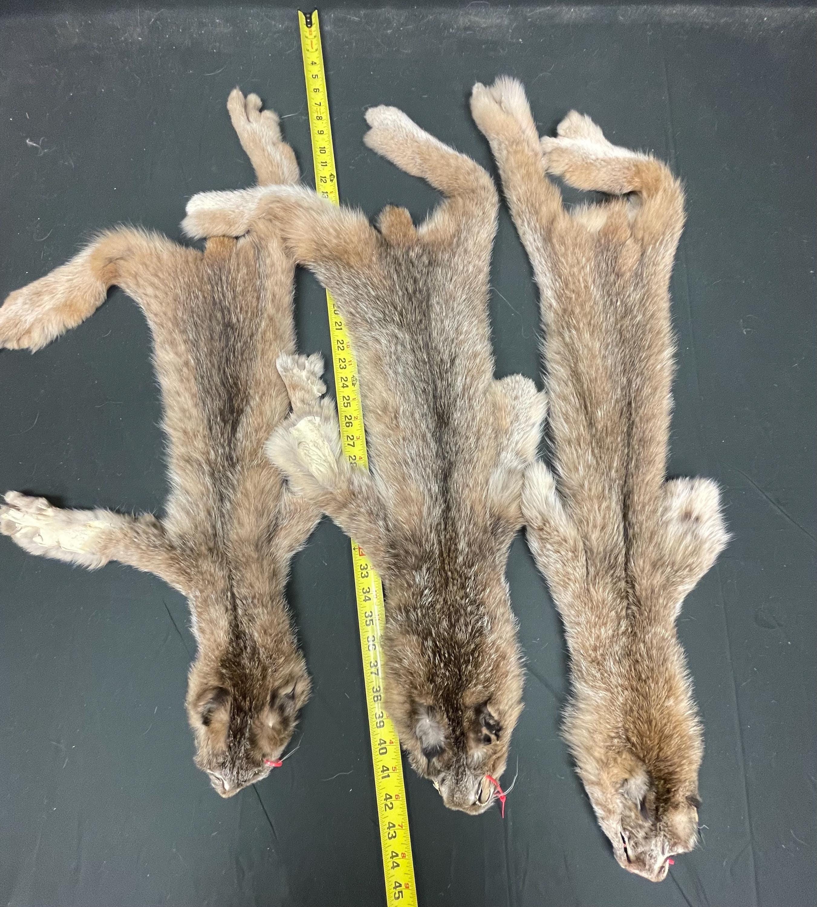 Tanned Lynx  soft tanned hides small