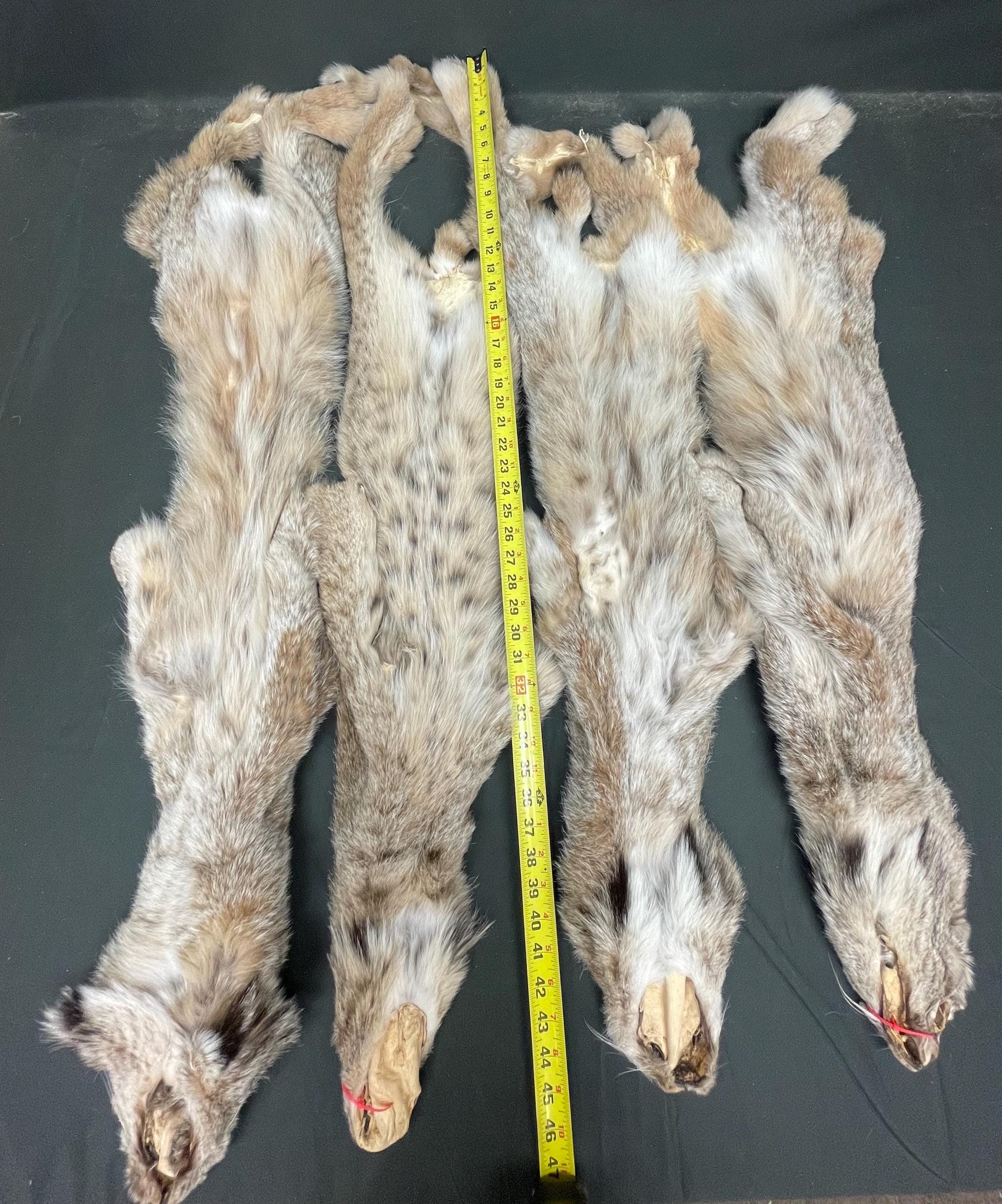 Tanned Lynx  soft tanned hides XL