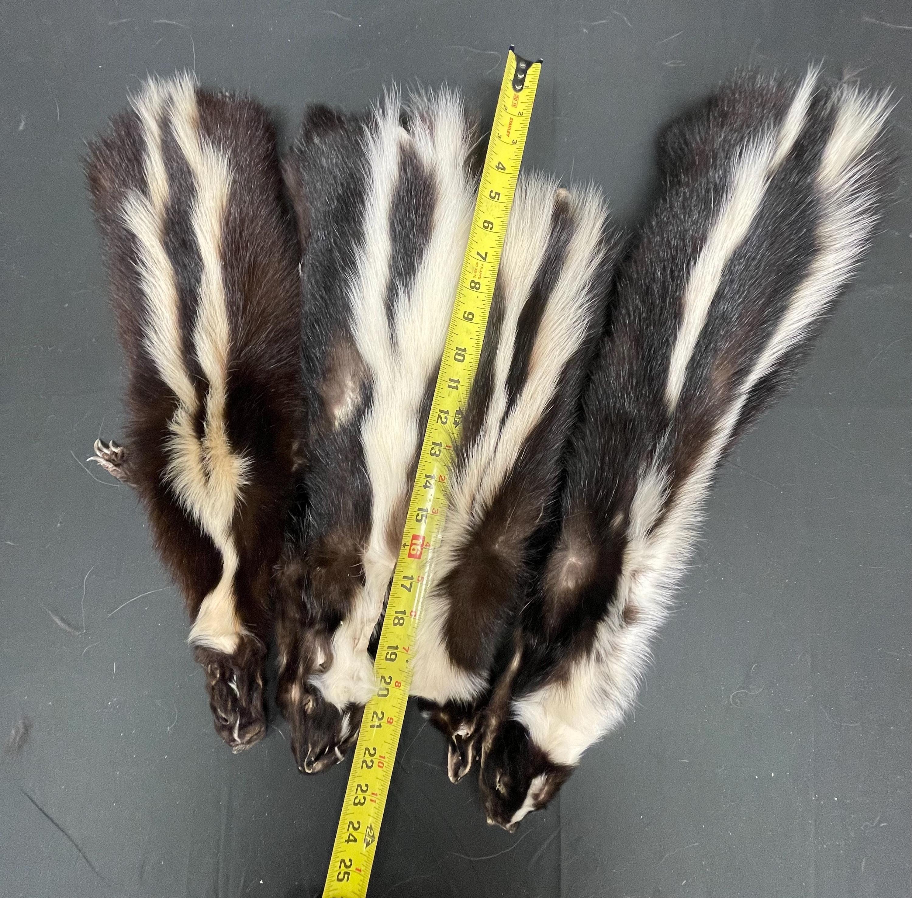 Tanned skunk hide Real fur ethically sourced fur skunk pelt fly tying fur craft