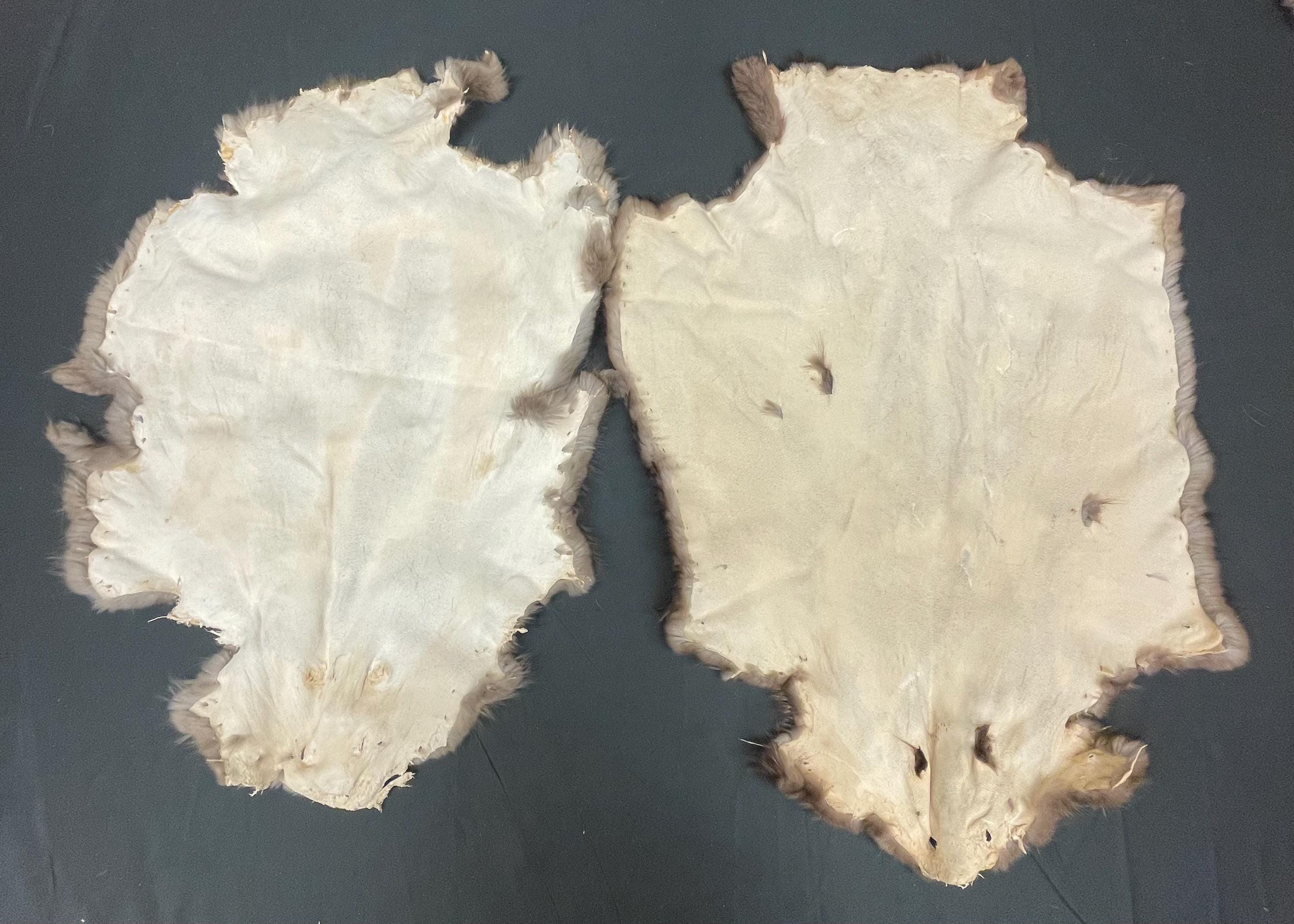 Tanned beaver hide real fur ethically sourced pelt medium