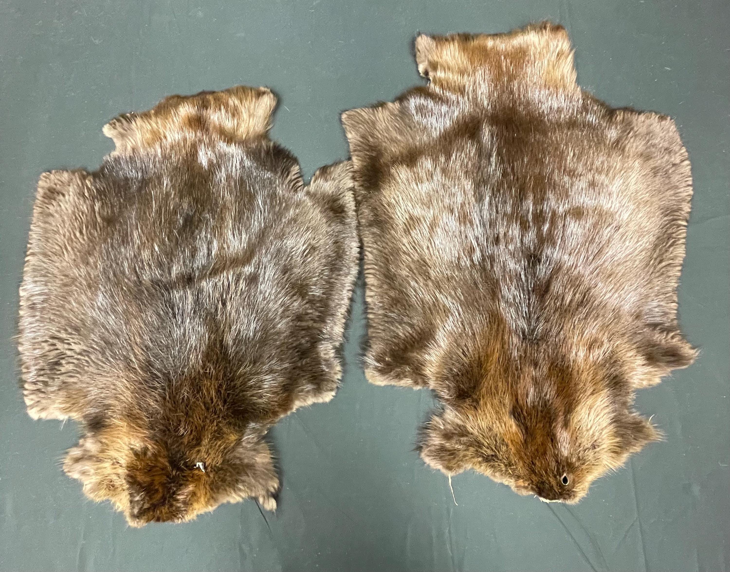 Tanned beaver hide real fur ethically sourced pelt medium