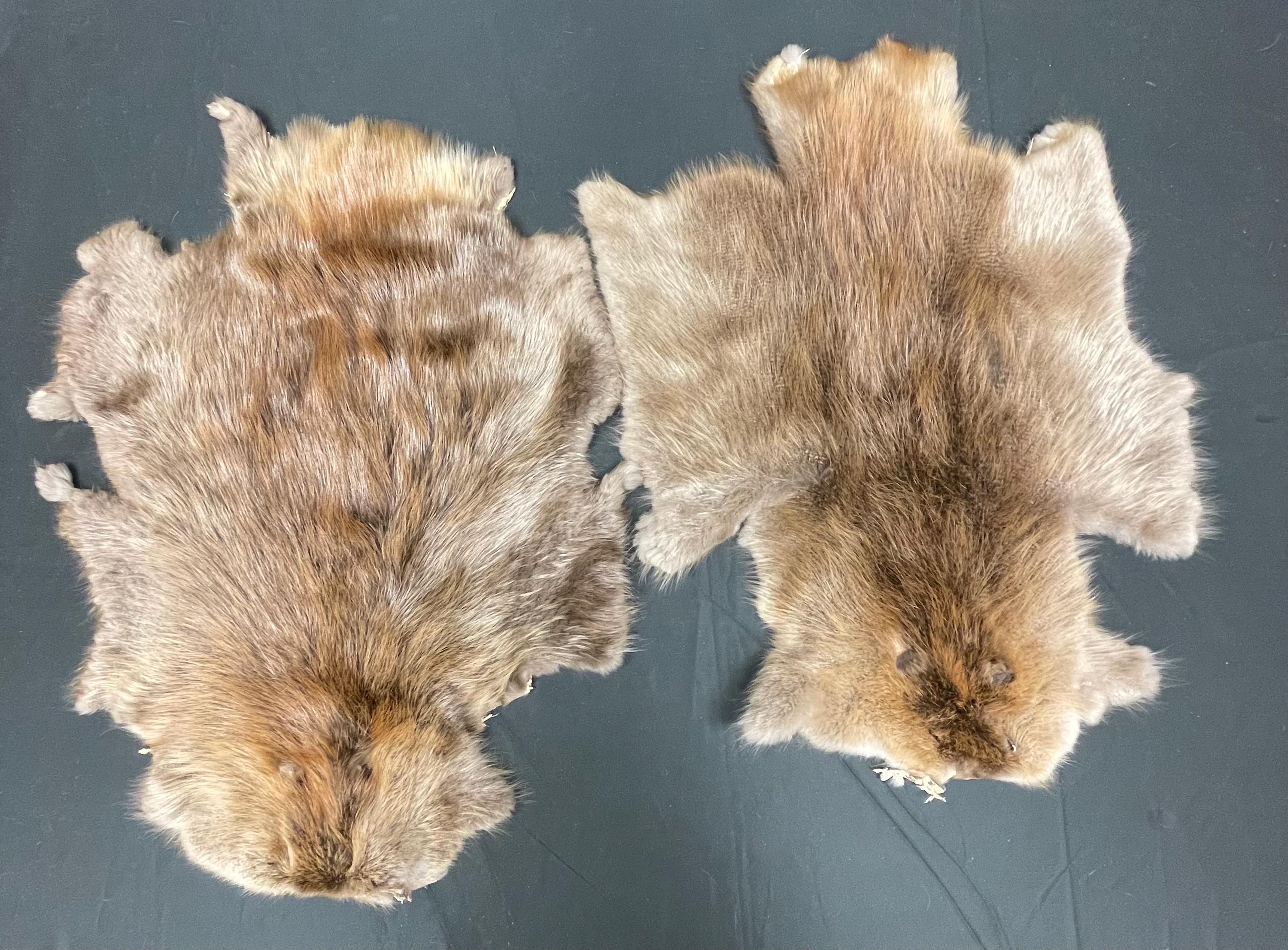 Tanned beaver hide real fur ethically sourced pelt medium