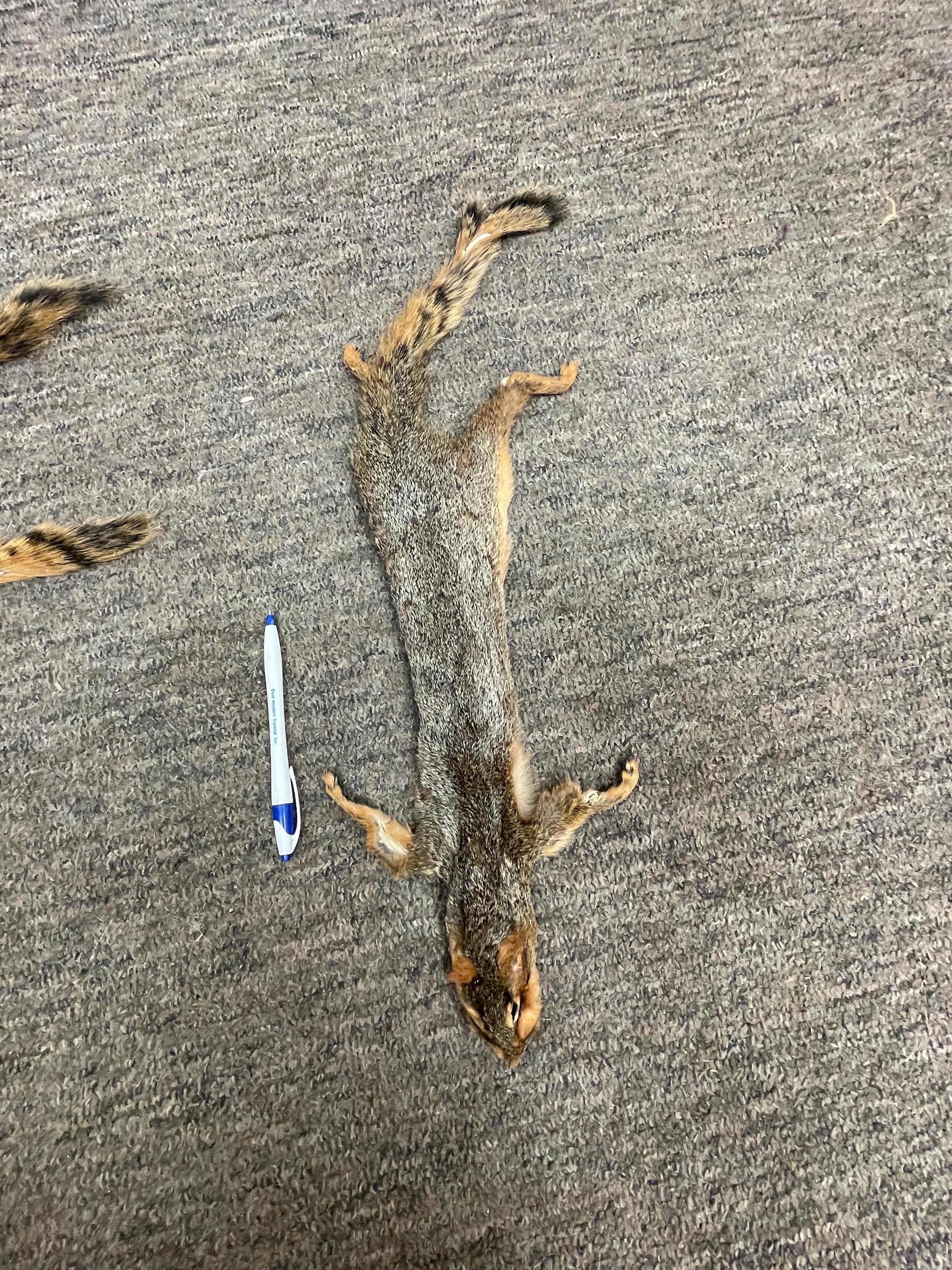 Fox squirrel pelt  tanned