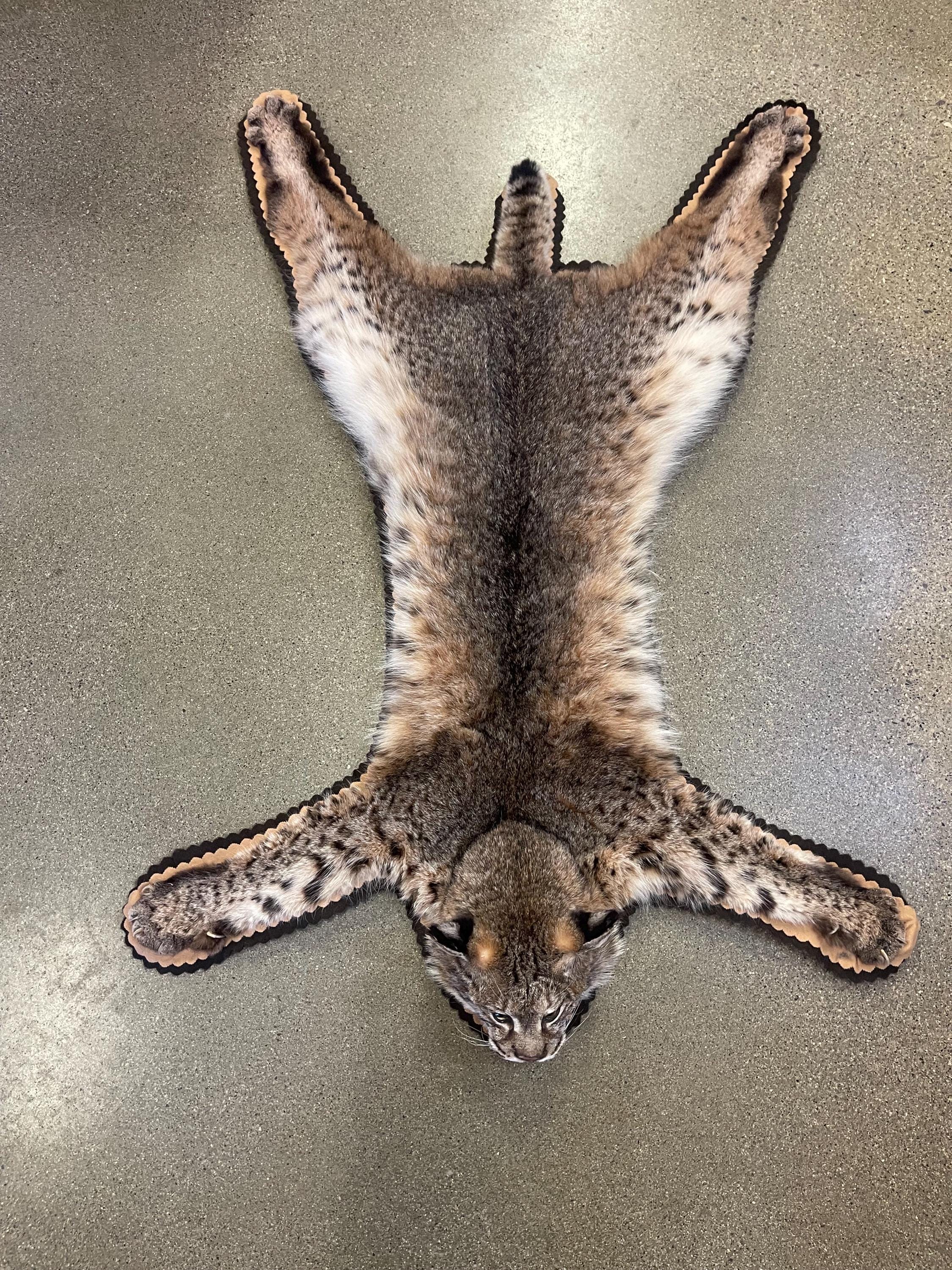 Bobcat rug real bobcat fur taxidermy