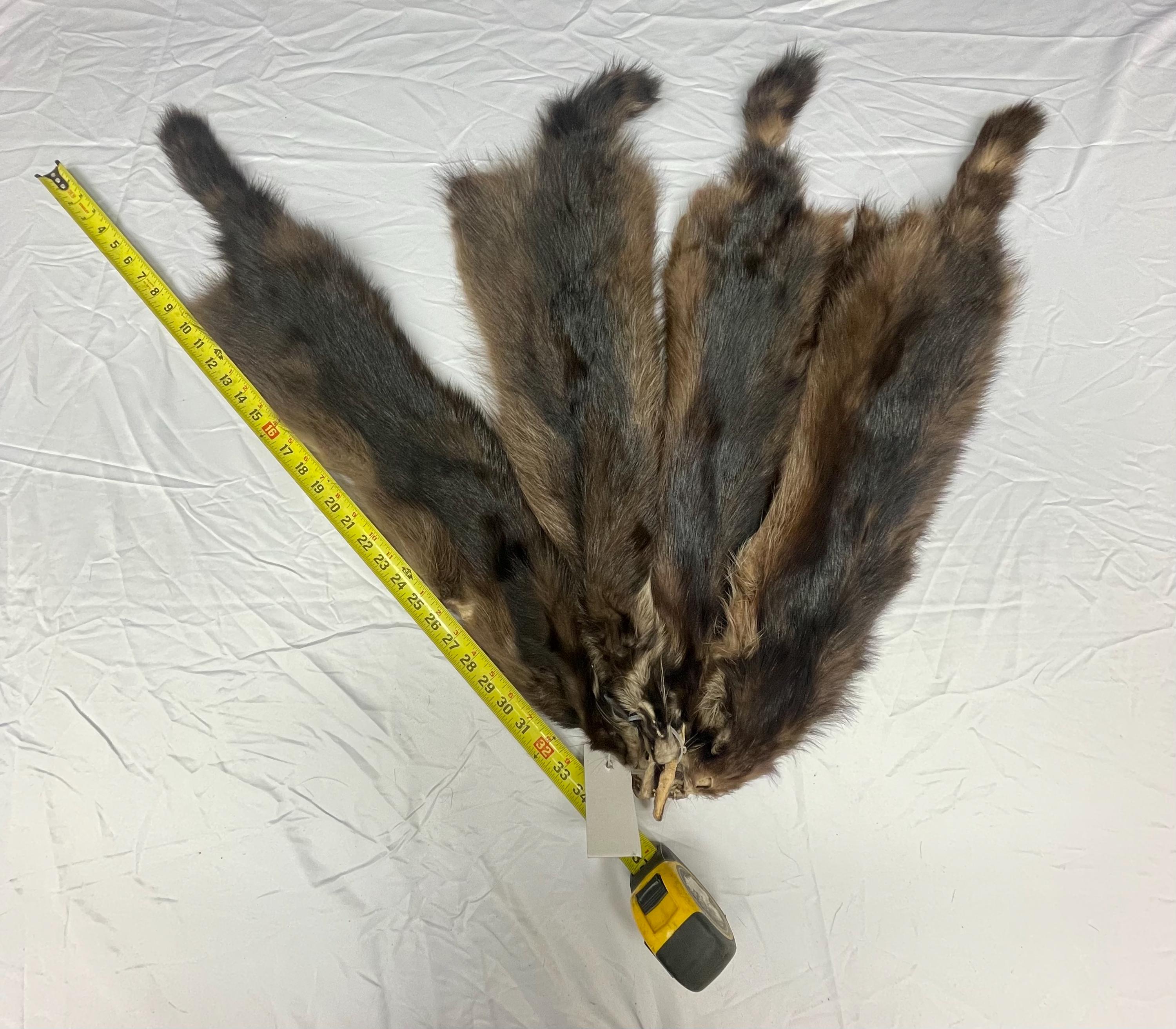 Raccoon pelt fisher raccoon hide tanned real fur