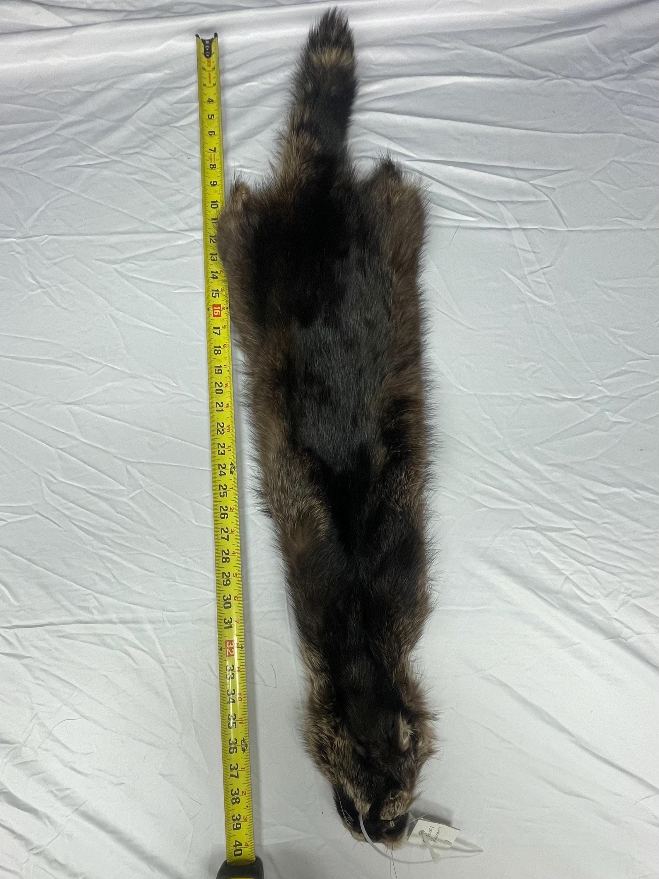 Raccoon pelt fisher raccoon hide tanned real fur