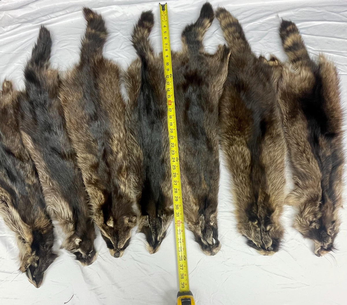 Raccoon pelt black raccoon hide tanned real fur