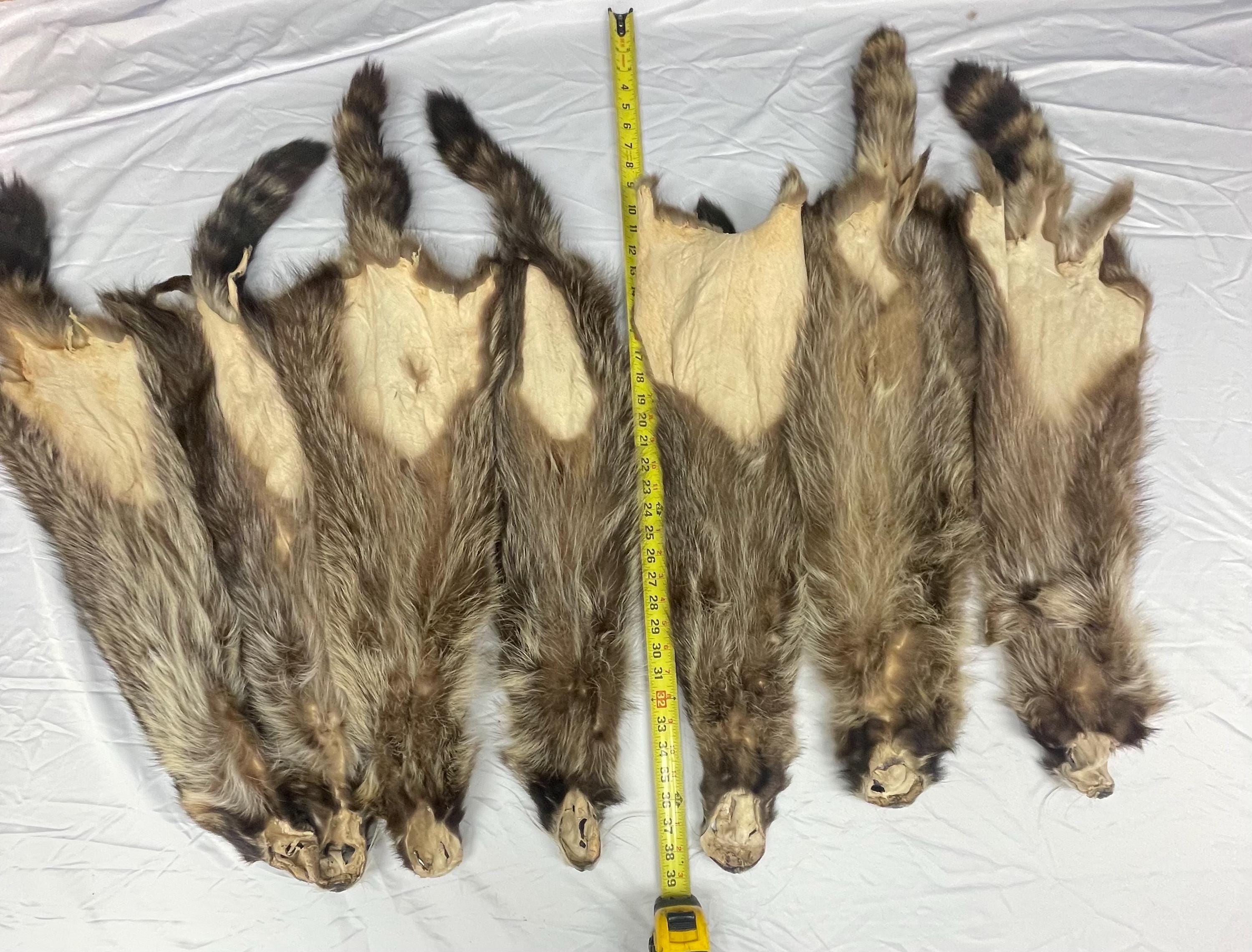 Raccoon pelt black raccoon hide tanned real fur