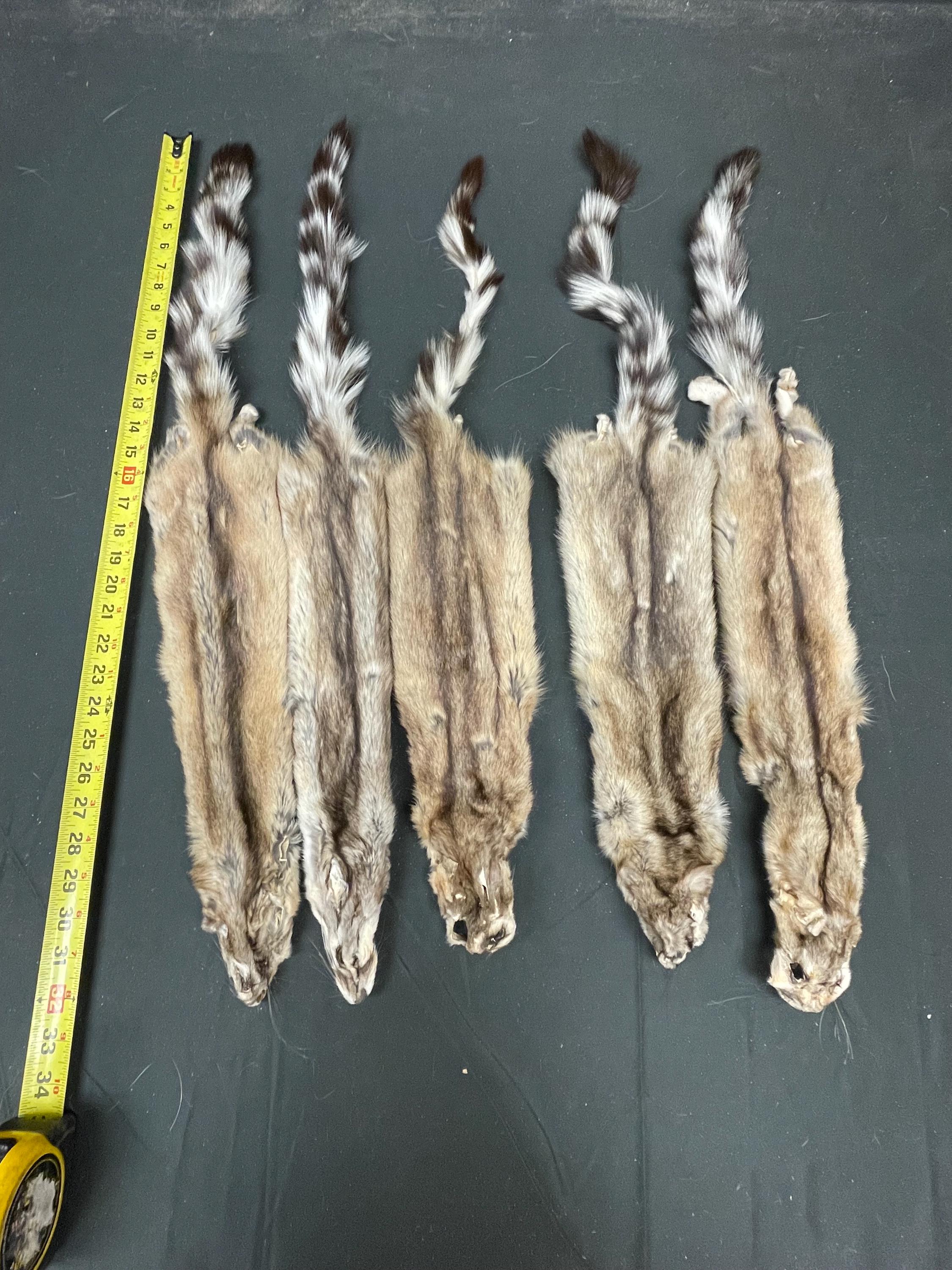 Tanned ringtail cat pelt real fur ethically sourced fur ringtail pelt