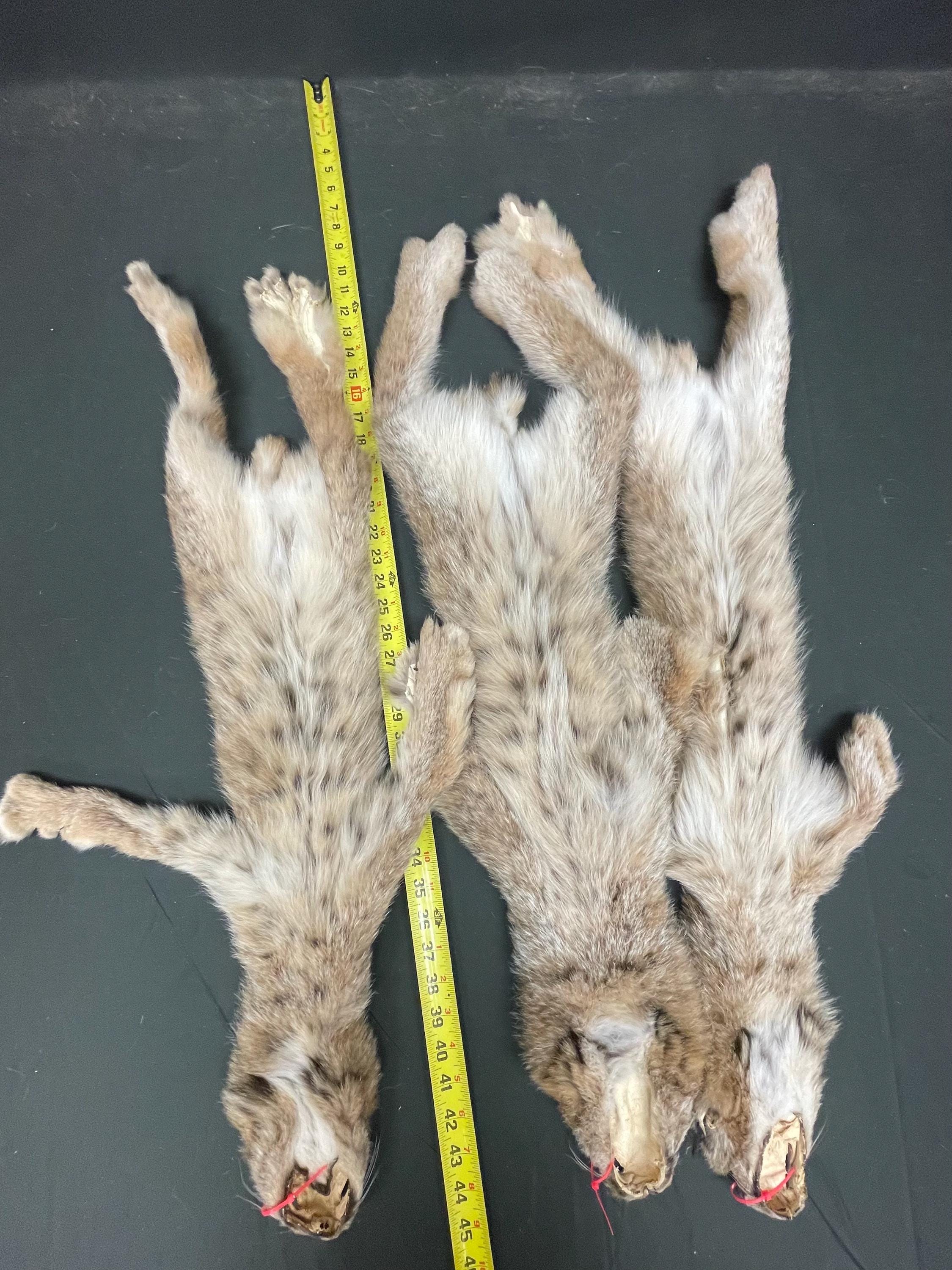 Tanned Lynx  soft tanned hides small