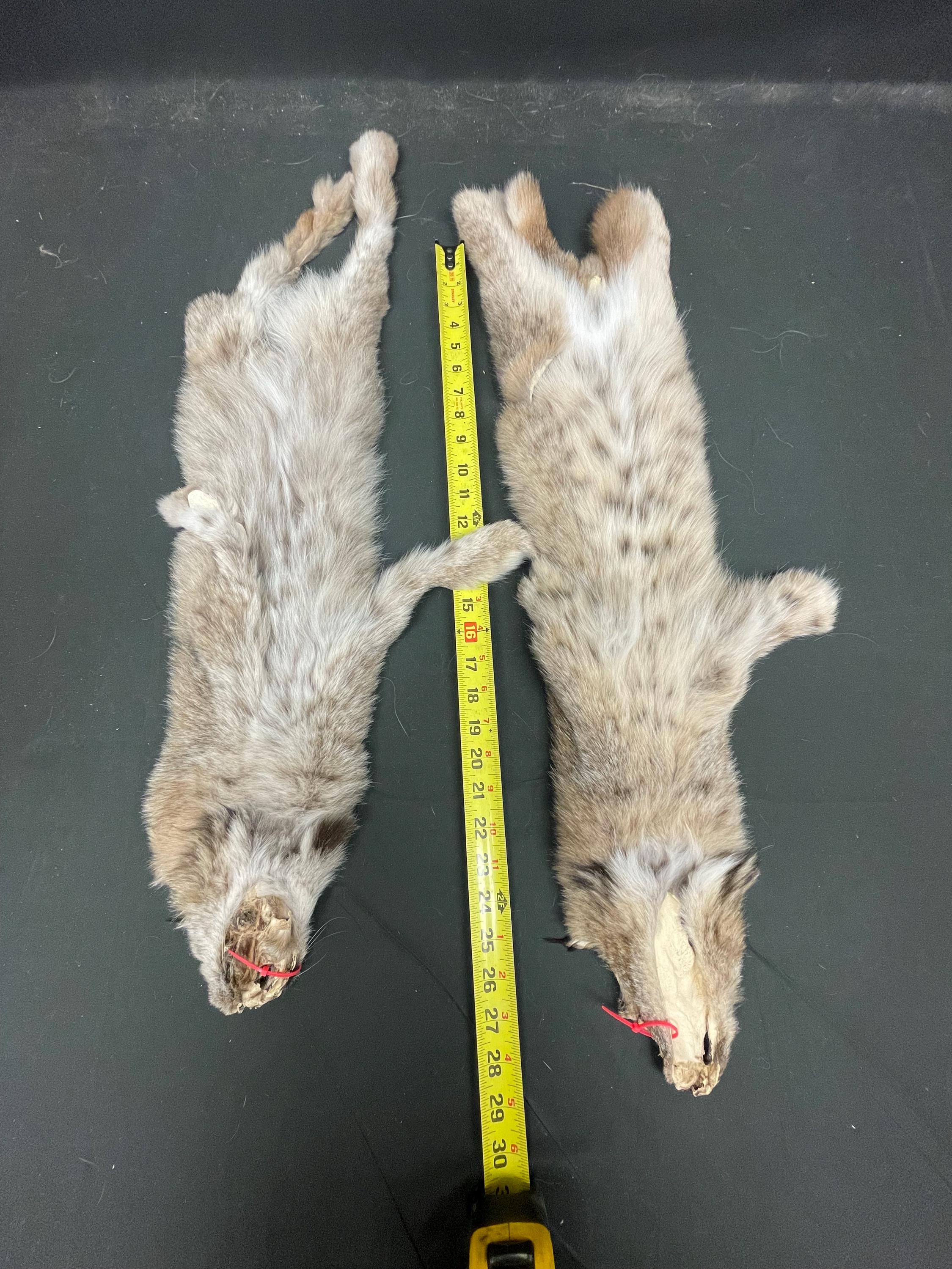 Tanned Lynx  soft tanned hides small