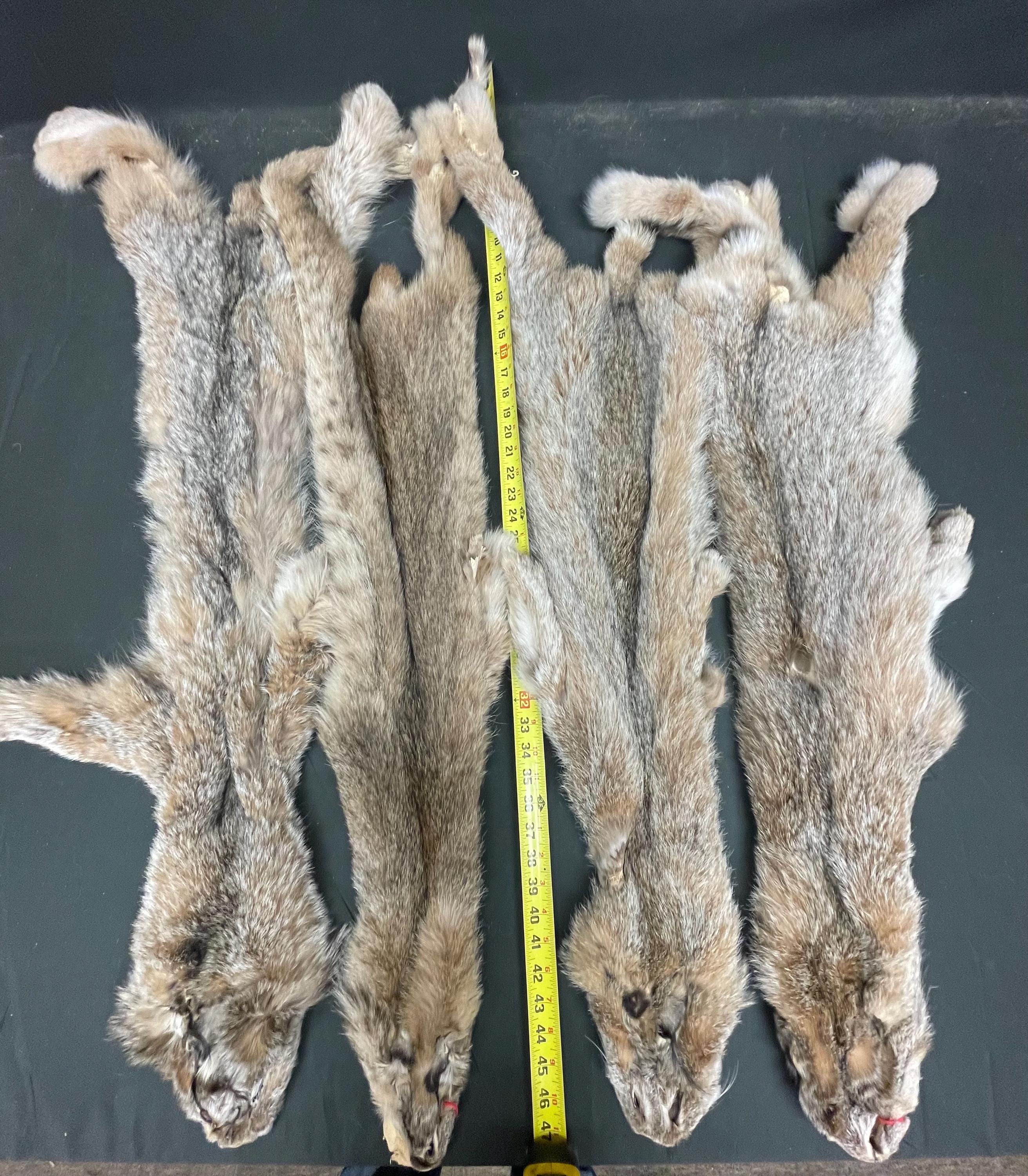 Tanned Lynx  soft tanned hides XL