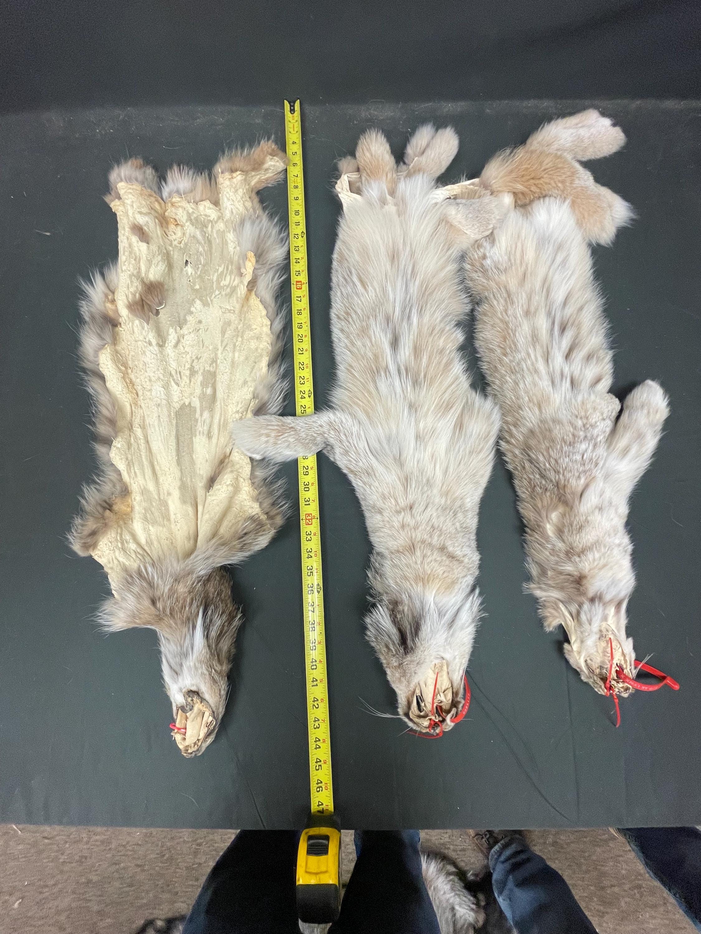Tanned Lynx  soft tanned hides XL