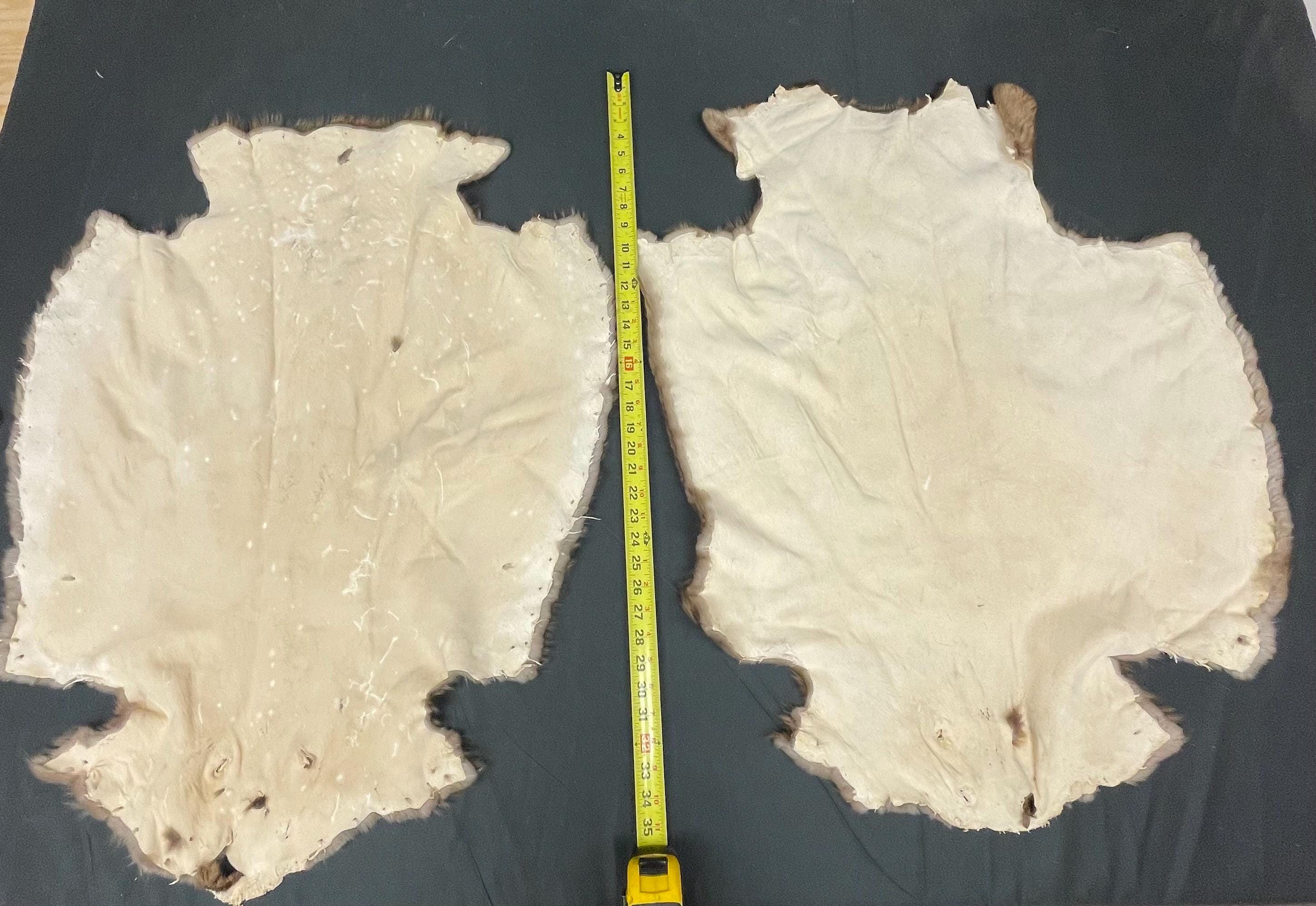 Tanned beaver hide real fur ethically sourced pelt