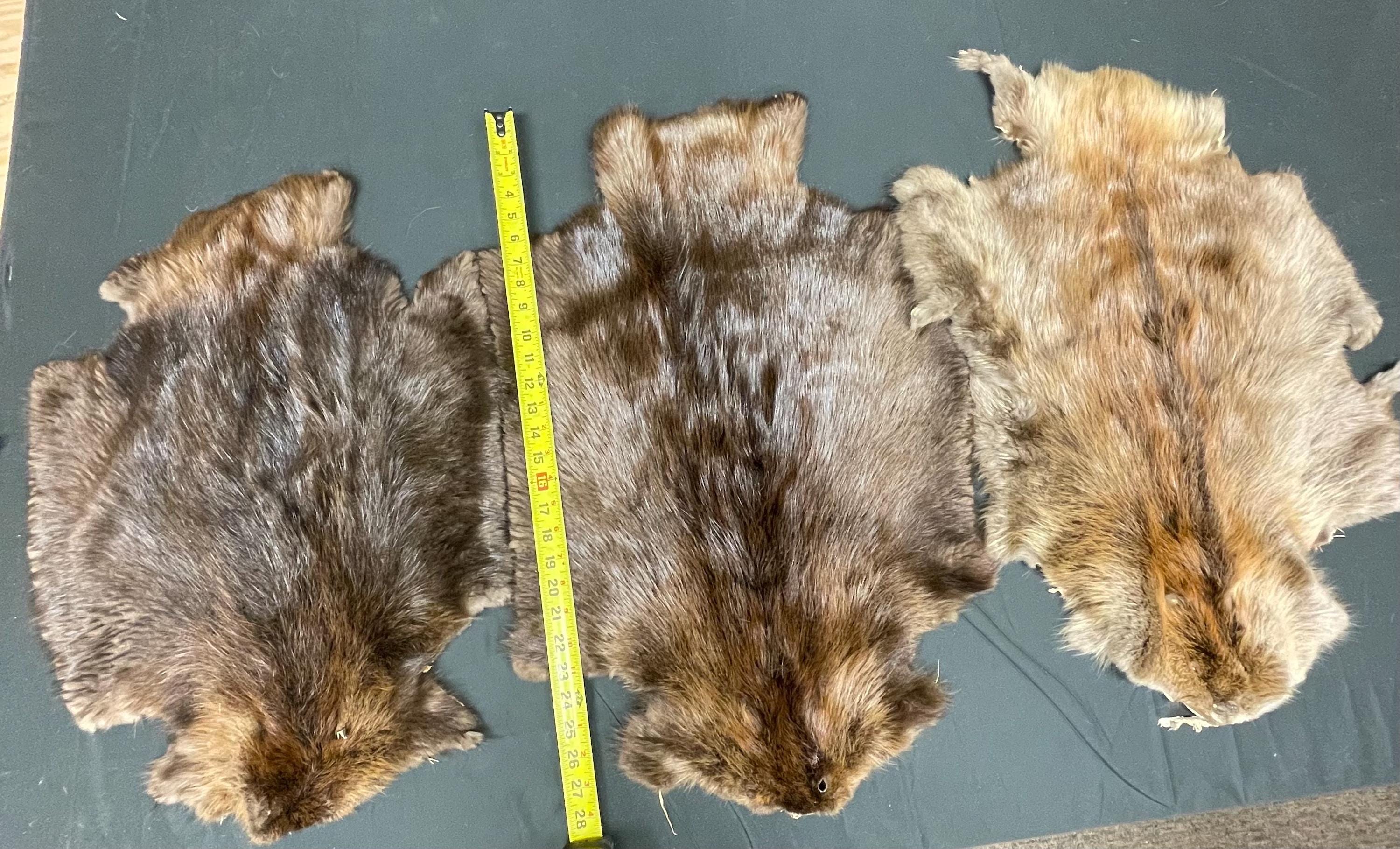 Tanned beaver hide real fur ethically sourced pelt medium