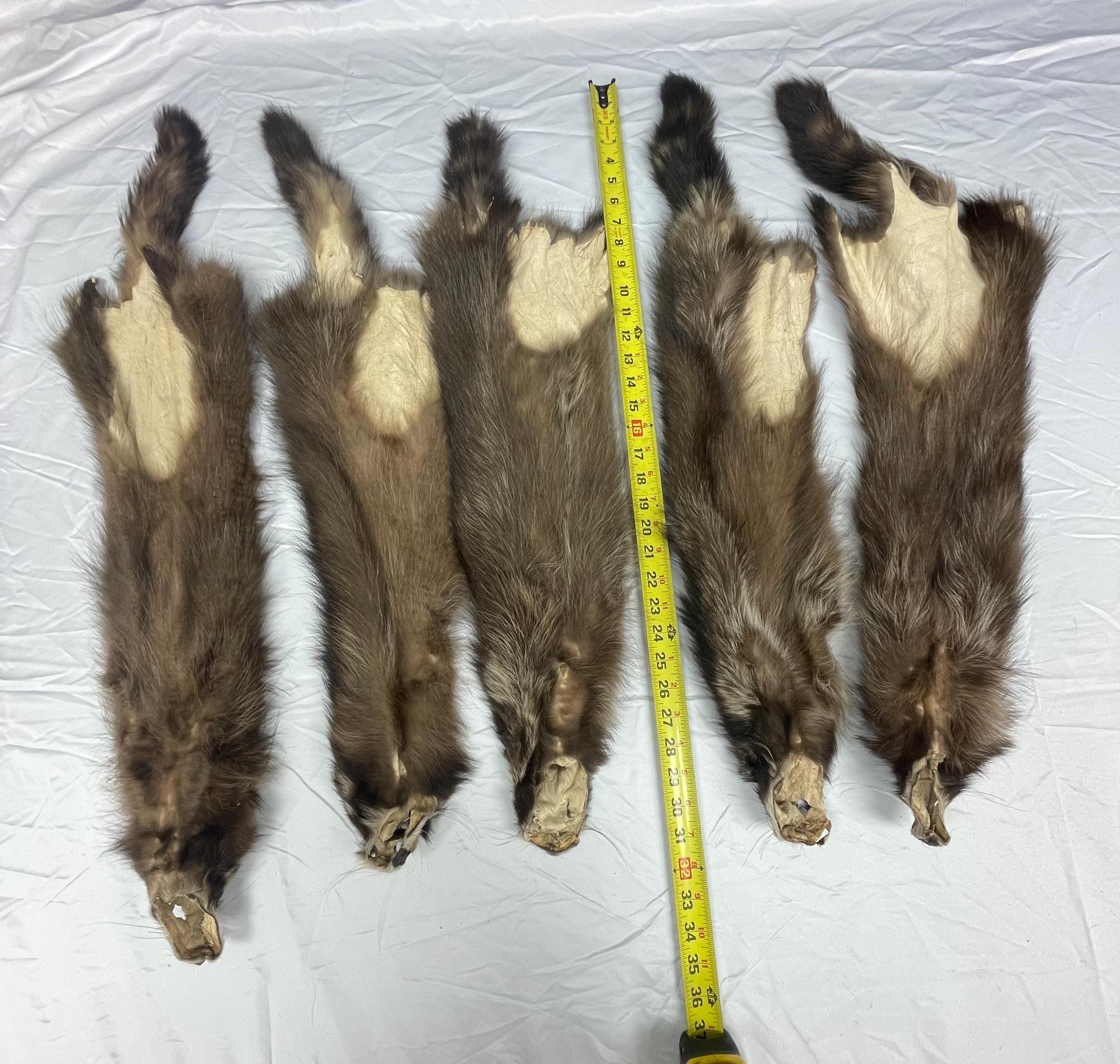 Raccoon pelt fisher raccoon hide tanned real fur