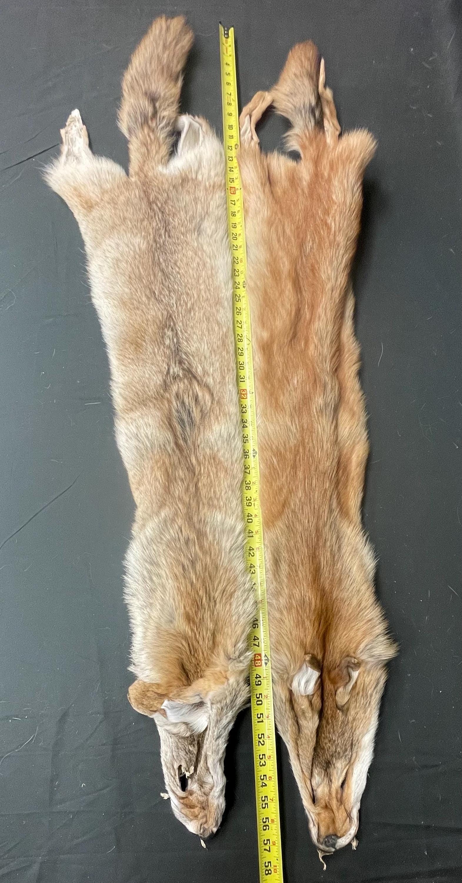 Tanned red coyotes semi heavy soft tanned hides