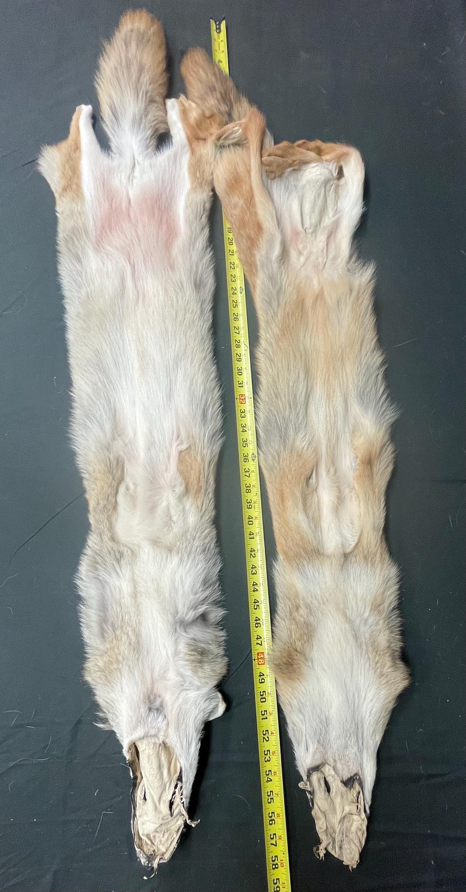 Tanned red coyotes semi heavy soft tanned hides