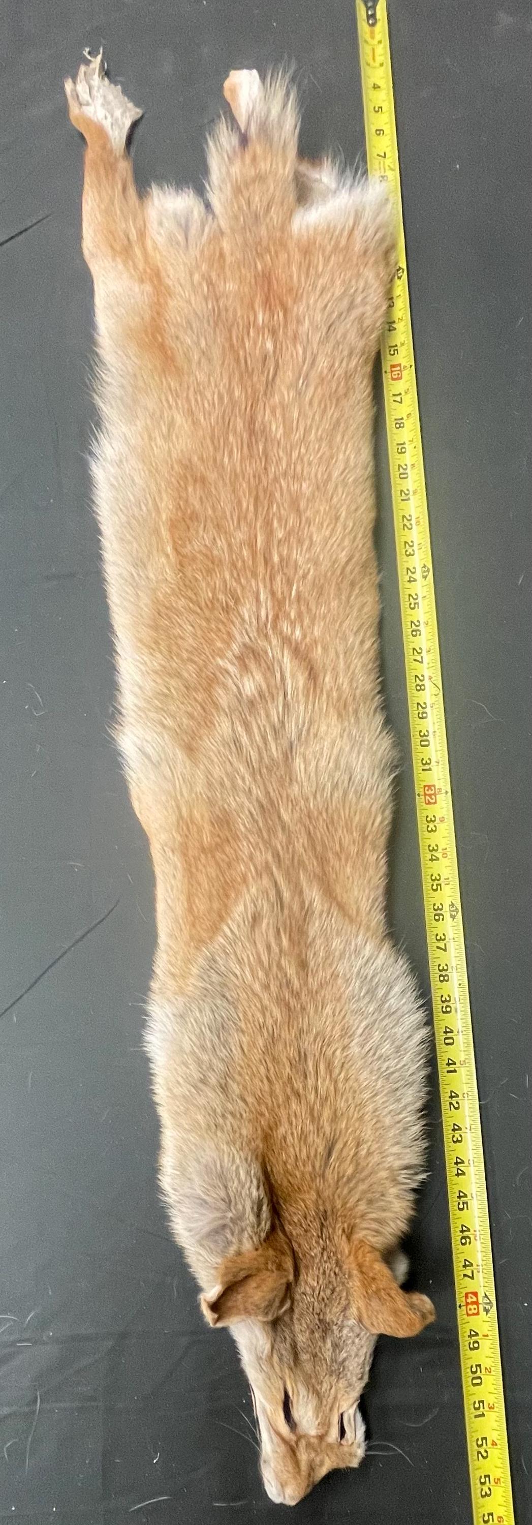 Tanned red coyotes semi heavy soft tanned hides