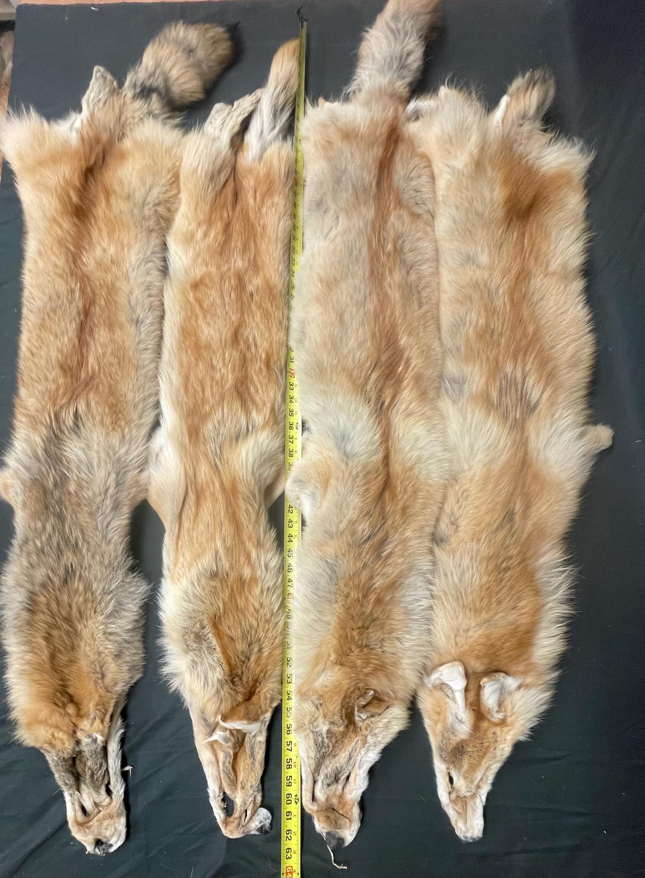 Tanned red coyotes heavy darker red soft tanned hides