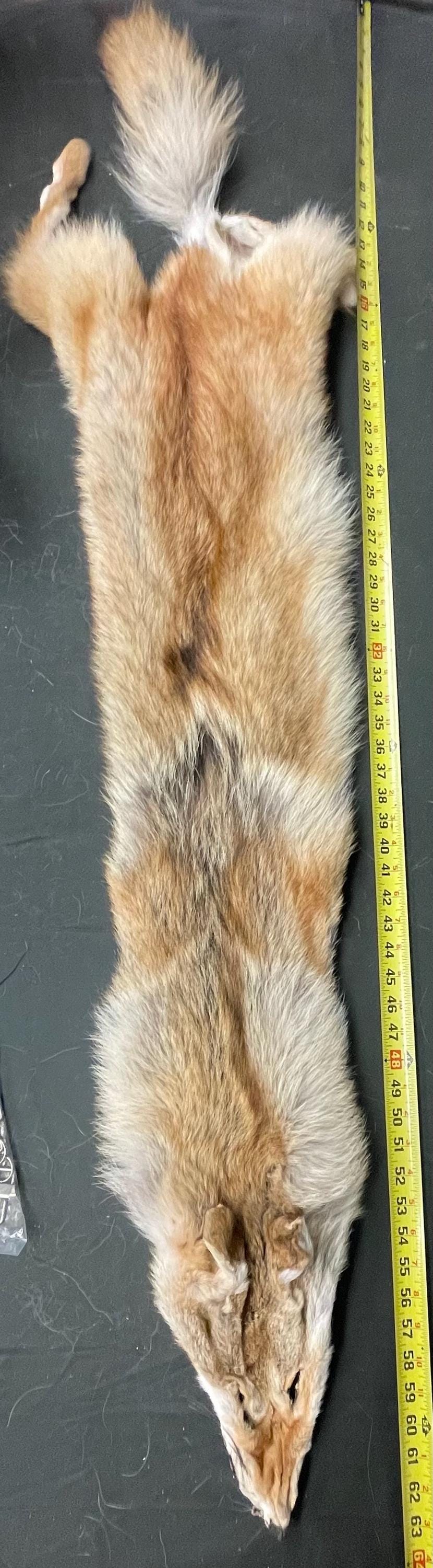 Tanned red coyotes heavy darker red soft tanned hides