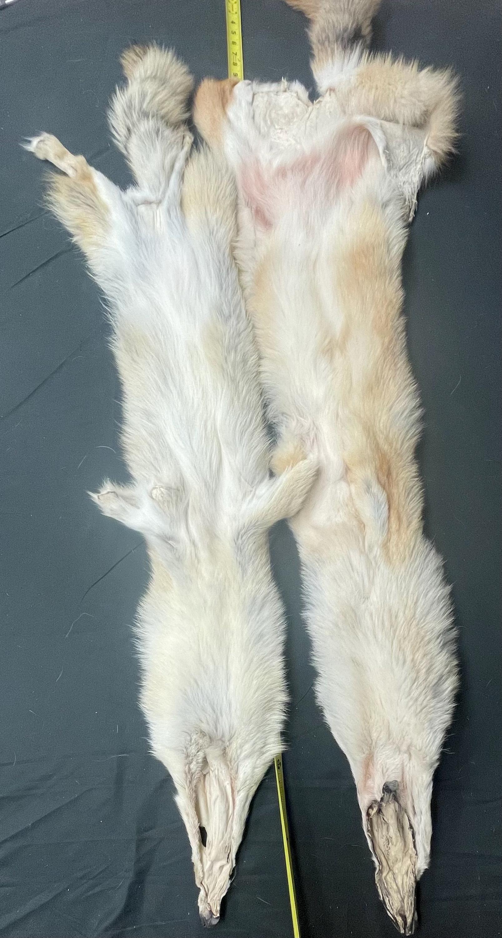 Tanned red coyotes heavy lighter red soft tanned hides